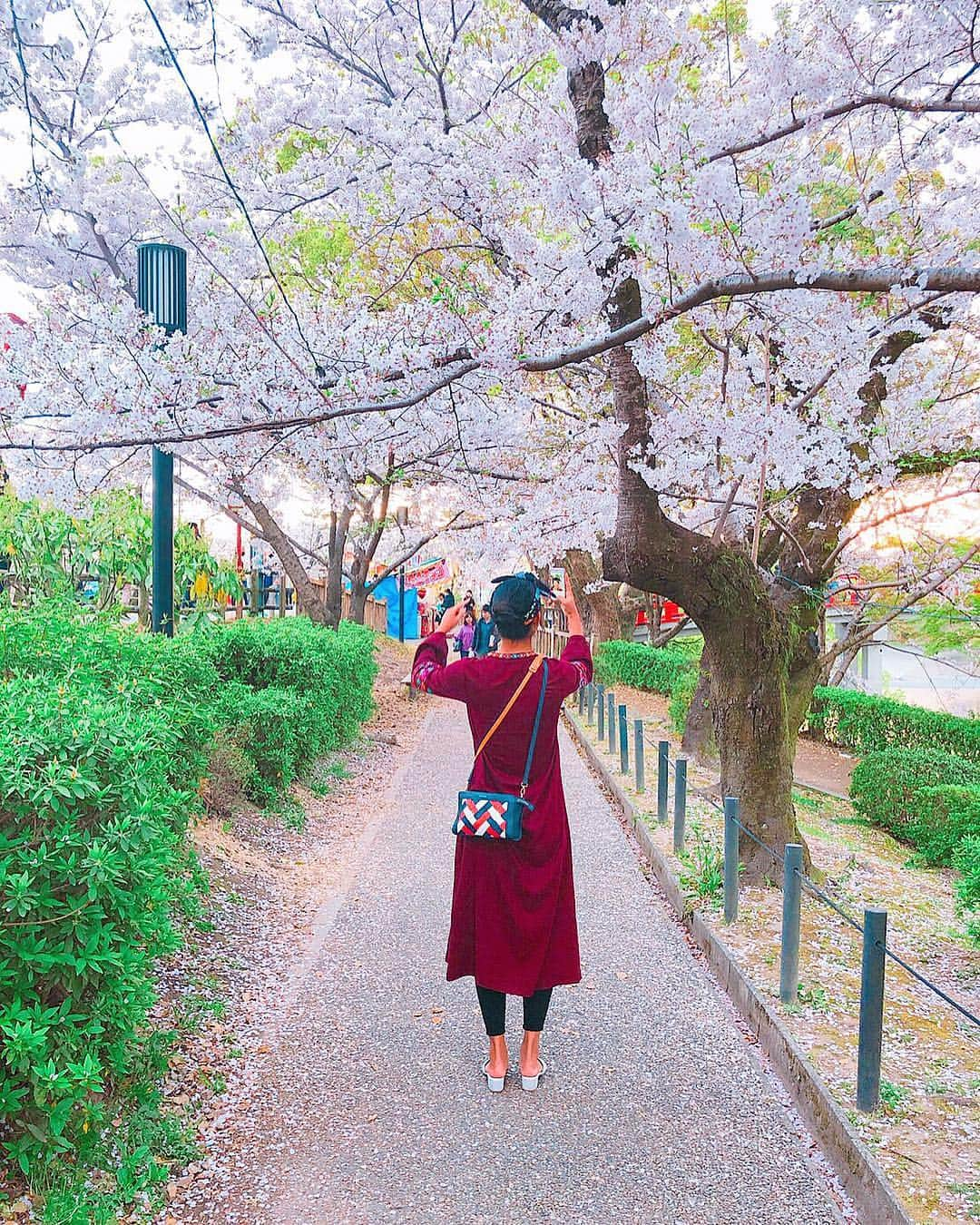 橋本涼加さんのインスタグラム写真 - (橋本涼加Instagram)「🌸 This is Japanese culture, Hanami #hanami #cherryblossom #sakura  #dayoff #桜 #岡崎桜祭り #碧南」4月9日 19時40分 - suzukahashimoto