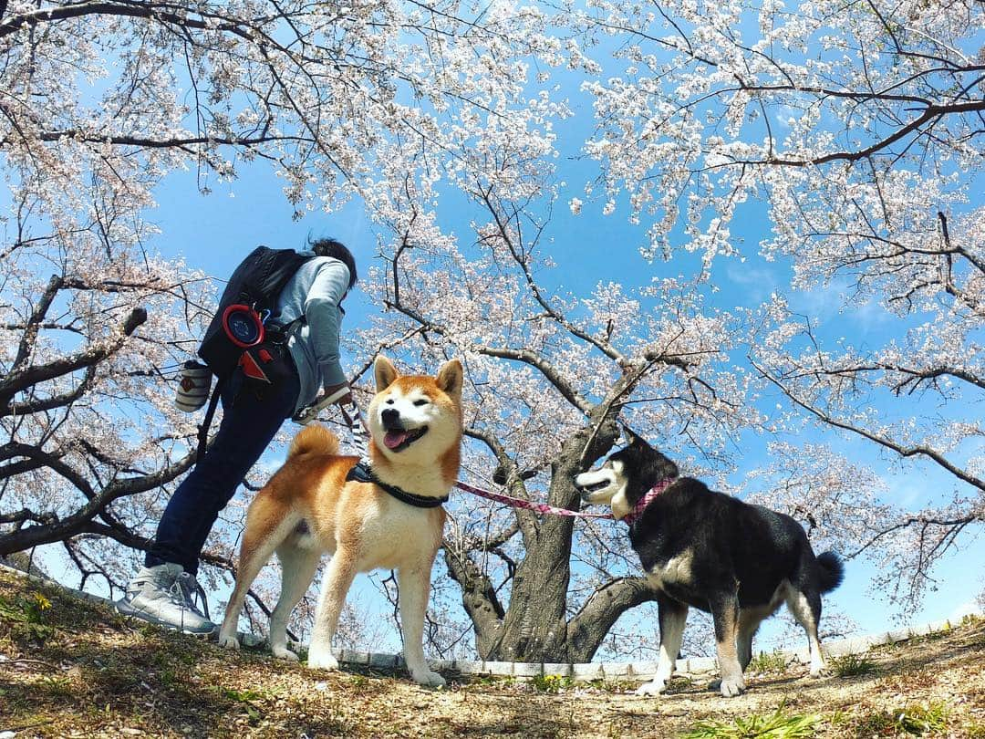 BlackRed shibasさんのインスタグラム写真 - (BlackRed shibasInstagram)「#背割堤 を歩いて来た。 美しさは変わらない。 . でも去年と比べたら…  被害の大きさを感じてしまいます。 . 次の世代にはもう一度 壮大な桜🌸が見れますように！ . . #goprohero7black . @GoPro @GoProJP . . . @shiba.inu.life . #neneandmusashi2019 #GoPro #GoProJP #ゴープロ #hero7 #goprohero7 #goprohero7black #shiba #柴犬 #japan #gopropets #lovely #cute #goprodog #goproのある生活 #cherryblossoms #桜 #otvadventures #besomedoggy #doggo #goprodogsquad #gopropov #capturedifferent #柴犬ライフ #goprotw #goprotraveljapan」4月9日 19時40分 - black_red_jp