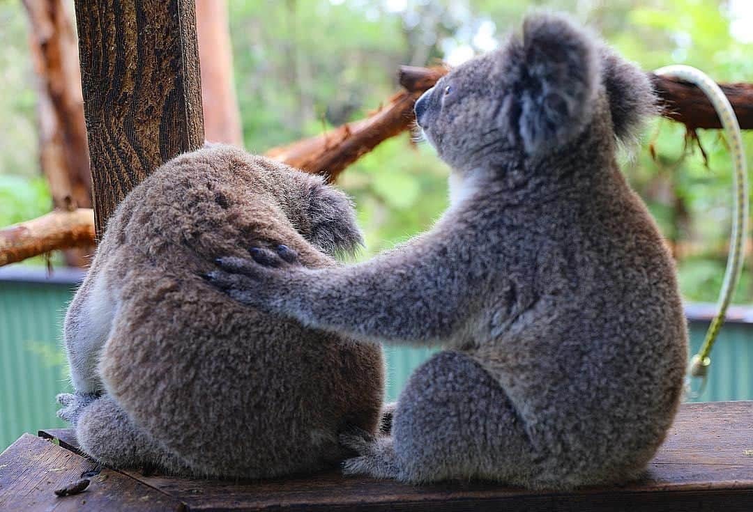 Australiaさんのインスタグラム写真 - (AustraliaInstagram)「“It’s alright, mate. There are plenty more fish… err, koalas in the bush.” Who knew the @australianreptilepark’s koalas gave such good dating advice? 🙊 All jokes aside, Gizmo and Buddy here are just helping each other out with a good old back scratch, a rather thoughtful act that they are often spotted doing at this @visitnsw #wildlife park. Check out the daily ‘koala feeding’ sessions, or book in a ‘VIP Behind the Scenes Tour’ to learn more about these fascinating fluffy creatures from the keepers; we can’t guarantee you’ll get any dating tips but hey, you never know. 😉  #seeaustralia #newsouthwales #centralcoast #wildlifephotography #travel」4月9日 20時00分 - australia
