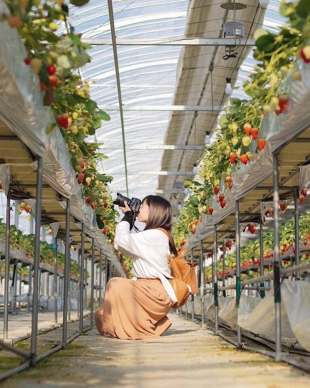 ?長野県 観光 公式インスタグラム さんのインスタグラム写真 - (?長野県 観光 公式インスタグラム Instagram)「//﻿ Photo by @_maaa910﻿ ﻿ Suwako Ichigo-en—Where Anyone Can Enjoy Strawberry-Picking﻿ (Suwa City)﻿ ﻿ Suwako Ichigo-en is located in Suwa City.﻿ ﻿ Among the many varieties cultivated here, you can enjoy the very sweet Akihime and rich-in-vitamin-C Sachinoka strawberry. ﻿ ﻿ The strawberries grow just about one meter off the ground, so even children and wheelchair-bound visitors can enjoy picking strawberries.﻿ ﻿ ===========﻿ ﻿ 誰でも楽しめるイチゴ狩り﻿ 「諏訪湖いちご園」﻿ ＠諏訪市﻿ ﻿ 諏訪市にある「諏訪湖いちご園」﻿ ﻿ ここでは酸味が少なくて甘い「あきひめ」や﻿ ビタミンCたっぷりの「さちのか」などの﻿ 品種が栽培されています🍓﻿ ﻿ 高さ1mほどの場所にイチゴがなっているので﻿ お子様や車椅子の方でも﻿ イチゴ狩りを楽しむことができますよ😋﻿ ＿＿＿＿＿＿＿＿＿ ﻿ ﻿ Location / Suwa City, Nagano, Japan ﻿ ﻿ #長野のいいところ #諏訪湖いちご園 #諏訪市﻿」4月9日 20時08分 - nagano_japan