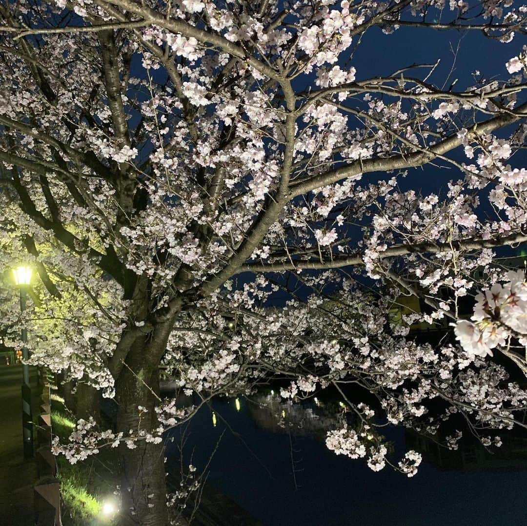 阿部友和さんのインスタグラム写真 - (阿部友和Instagram)「病院帰りの帰り道。めっちゃ素敵なとこ発見。花見したーい。  #富山 #射水 #桜 #花見 #夜桜」4月9日 20時13分 - tomokazu_abe