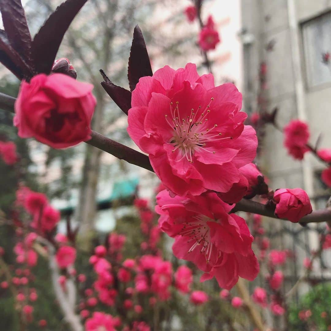 lixibei_iceさんのインスタグラム写真 - (lixibei_iceInstagram)「Un épanouissement 🌺」4月9日 20時18分 - lixibei_ice