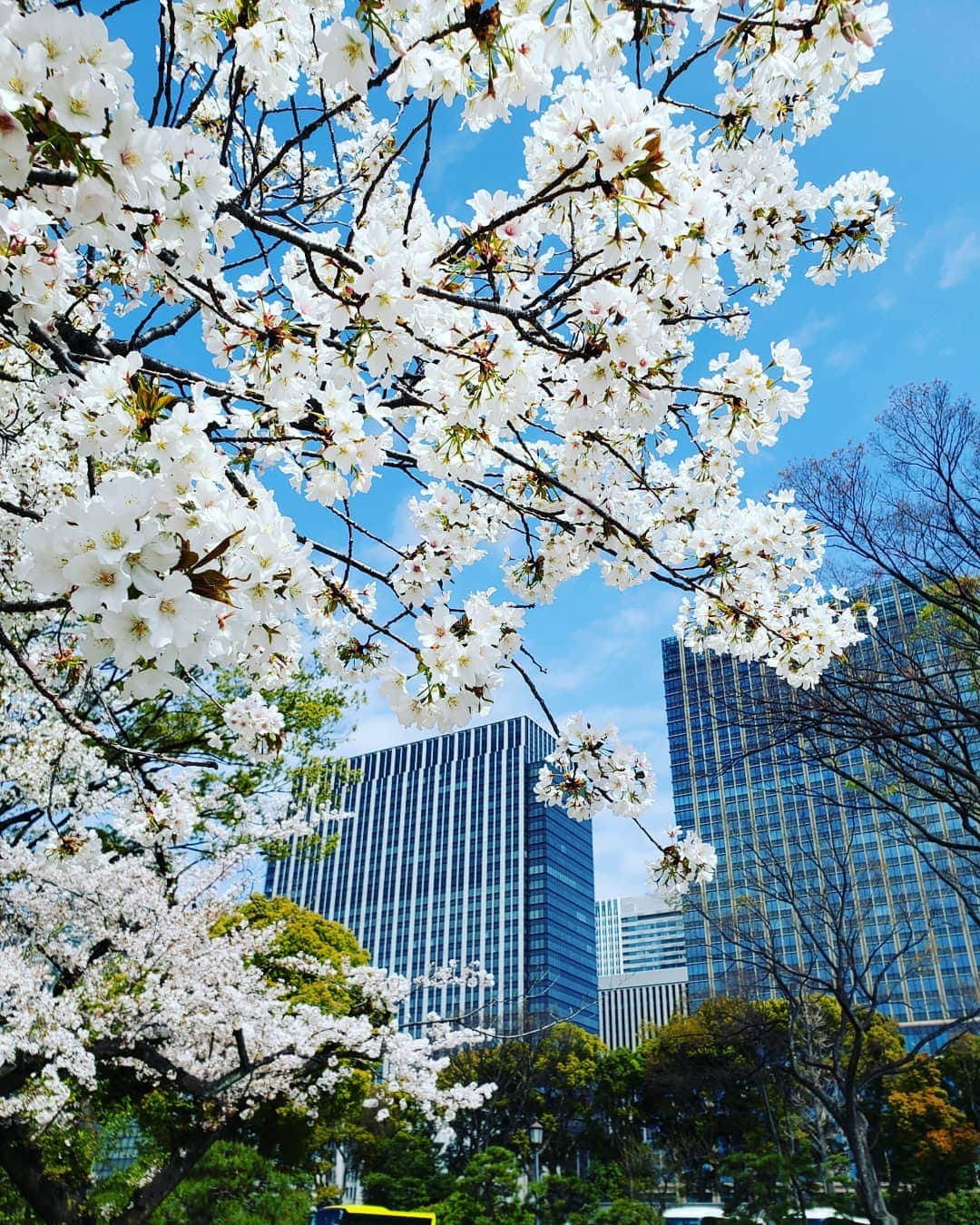 梅田陽子さんのインスタグラム写真 - (梅田陽子Instagram)「桜、見納めかな。  #桜#皇居#皇居外苑#皇居の桜#皇居正門 #cherryblossom#cherryblossomjapan#spring #japan #tokyo#tokyolife#happy #少しずつ声が出てきました#ロストボイス#回復中#東商ビル診療所の帰りに」4月9日 20時20分 - yokoumeda