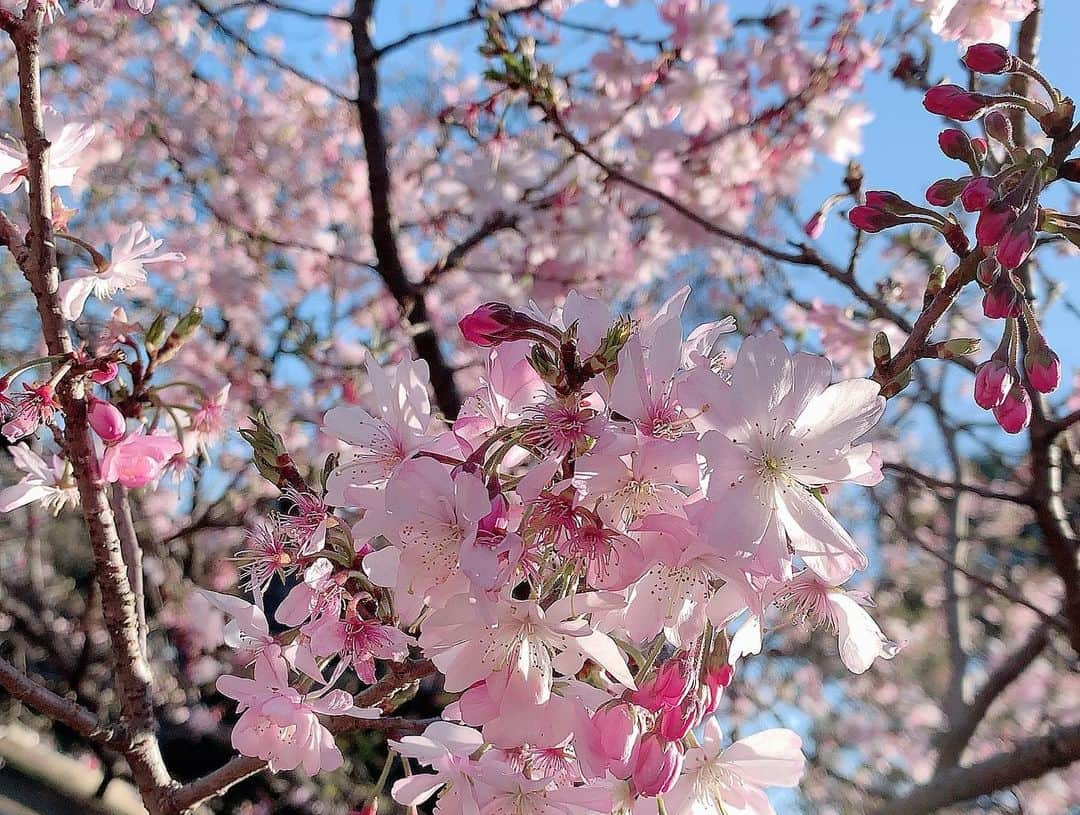 彩花まりさんのインスタグラム写真 - (彩花まりInstagram)「. 春が終わる前に、、、 この間、同期とお花見に行きました🌸 ふらっとお花見も含めたら 今年はたくさん桜を見られたなー！ . でも私がいちばん好きなのは 花の道の桜です。 受験生の時にドキドキワクワクしながら見た思い出や 稽古終わりに深夜のお花見をしたこと 退団を決めた時にもう最後の桜だなと思ったこと たくさん思い出があります。 . そんな苦楽を乗り越えた仲間たちが 今はみんなそれぞれの人生歩んでいて 東京の地で集まって昼間から飲める幸せ（大袈裟） とにかく話して笑って、ちょこっと真剣な話もしたりして 同期ってやっぱり家族とはまた違う安心感があって 本当に楽しくてのんびり出来た1日でした☺️ . さて。そろそろ私の春休みも終わり。 やりたいことの2割くらいしかこなせてなくて 今更ながらあせっています。笑笑 新たな季節、心機一転楽しい毎日になりますように✨ . . #お花見 #桜 #宝塚 #95期 #目立って仕方ない集団 #コンビニにおつかいに行って帰ってきたときの遠くからの華やかさよ #妃海風 #朝央れん #真みや涼子 #和城るな #美麗 #真衣ひなの #こと華千乃 #優ひかる #彩花まり #大集合 #ついでに最近のふらっとお花見ハイライトも載せとこっと」4月9日 20時23分 - _mari_ayaka