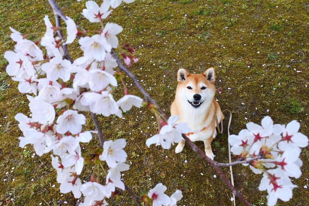 マロたんのインスタグラム：「🌸🌸🌸 今年も一緒に春を迎えられて何より なんだかんだで8歳 #shiba #shibainu #weeklyfluff」