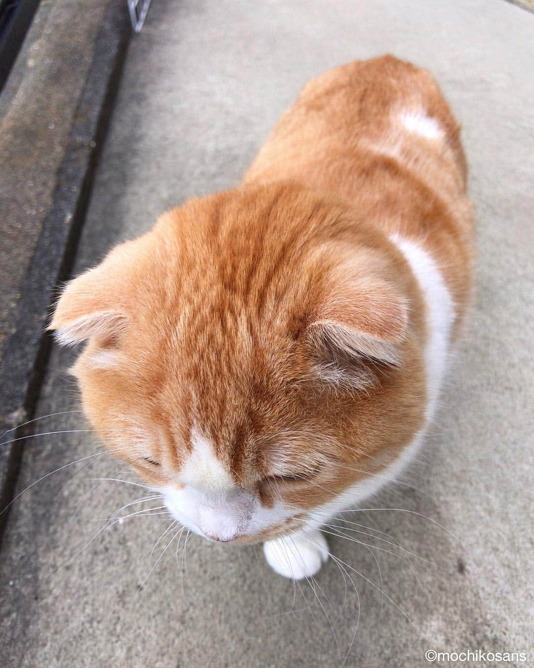 もちさん / mochiのインスタグラム