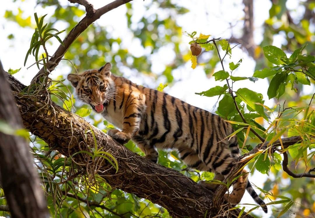 Discoveryさんのインスタグラム写真 - (DiscoveryInstagram)「“A three-month-old female cub stepping up on the high bricks of branches.” 🐅 📸 + caption by Rituraj Jaiswal (@riturajrahi) . . . . . #TigerTuesday #instanature #nature #naturephotography #wildlifephotography #ProjectCAT #bigcats #tigers #family」4月9日 20時34分 - discovery