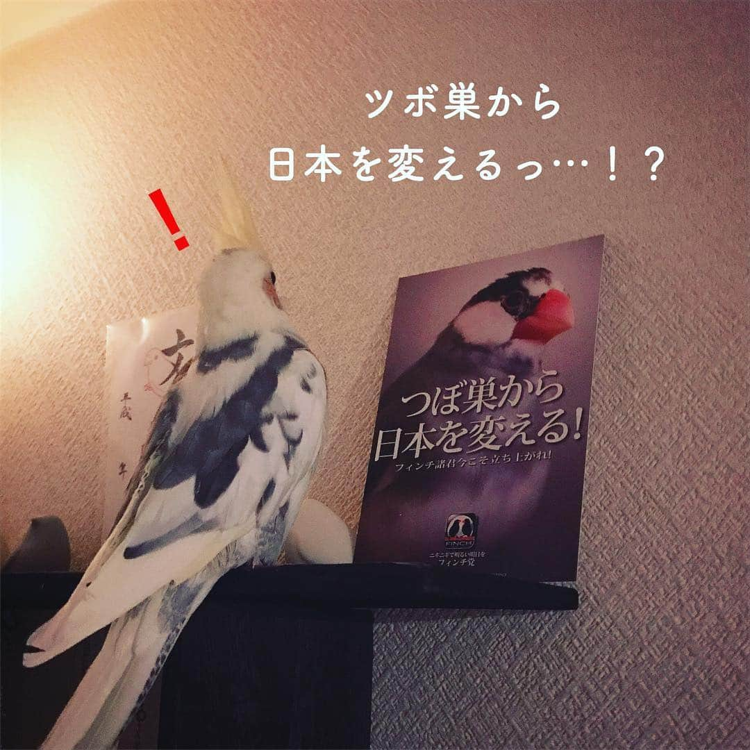 日南響子（珠麟）さんのインスタグラム写真 - (日南響子（珠麟）Instagram)「可愛いぽわりっぴ𓅱。 久方ぶりでござる。 急々してますが、元気ですよっ  #オカメインコ  #つぼ巣から日本を変える #凛々しい眉」4月9日 20時36分 - kyooko_hinami_official