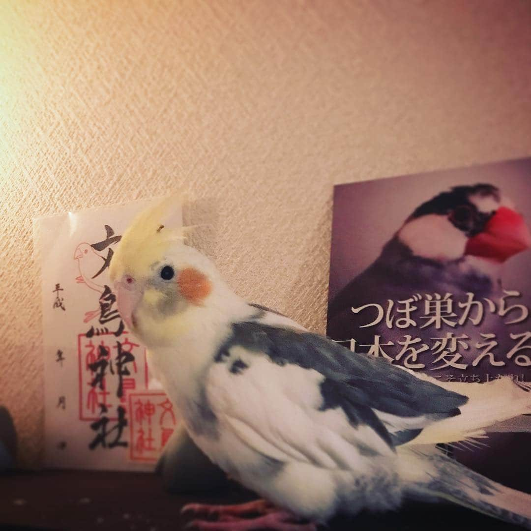 日南響子（珠麟）さんのインスタグラム写真 - (日南響子（珠麟）Instagram)「可愛いぽわりっぴ𓅱。 久方ぶりでござる。 急々してますが、元気ですよっ  #オカメインコ  #つぼ巣から日本を変える #凛々しい眉」4月9日 20時36分 - kyooko_hinami_official