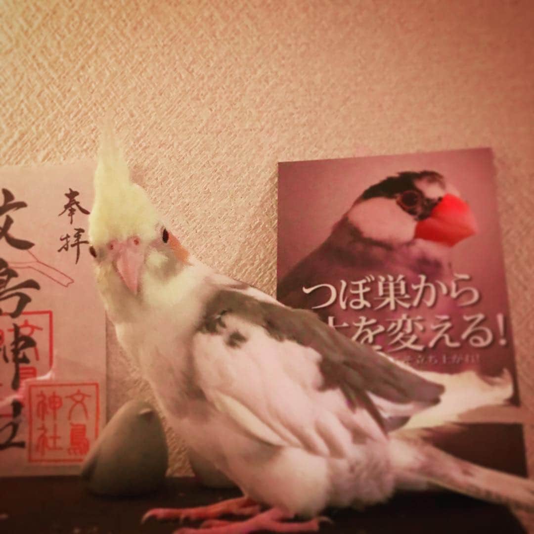 日南響子（珠麟）さんのインスタグラム写真 - (日南響子（珠麟）Instagram)「可愛いぽわりっぴ𓅱。 久方ぶりでござる。 急々してますが、元気ですよっ  #オカメインコ  #つぼ巣から日本を変える #凛々しい眉」4月9日 20時36分 - kyooko_hinami_official