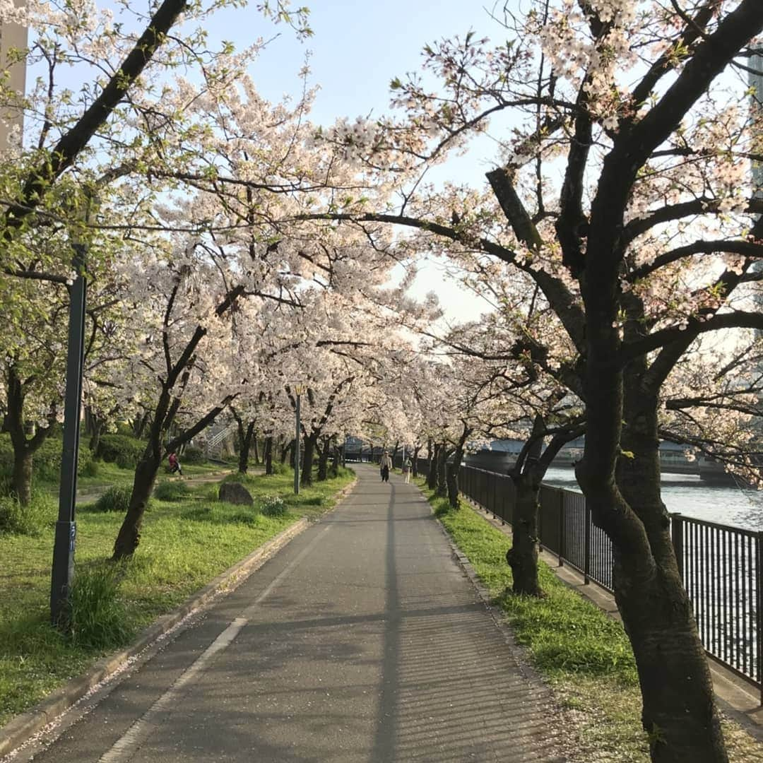 Terry Birdさんのインスタグラム写真 - (Terry BirdInstagram)「#sakura  Saya sangat suka bunga sakura 😍 Lepas musim sakura, Hari jadi saya datang... I akan jadi 25 tahun😂 Sudah tua ke masih budak? . #osaka #bungasakura #jepun #japan #桜 #桜ノ宮」4月9日 20時37分 - takaaki_terry