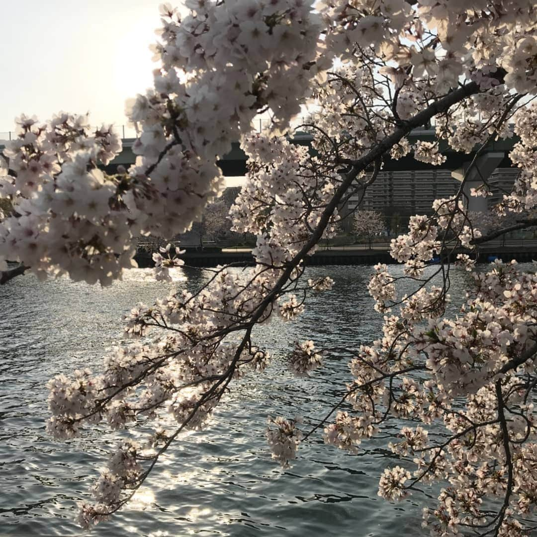 Terry Birdさんのインスタグラム写真 - (Terry BirdInstagram)「#sakura  Saya sangat suka bunga sakura 😍 Lepas musim sakura, Hari jadi saya datang... I akan jadi 25 tahun😂 Sudah tua ke masih budak? . #osaka #bungasakura #jepun #japan #桜 #桜ノ宮」4月9日 20時37分 - takaaki_terry