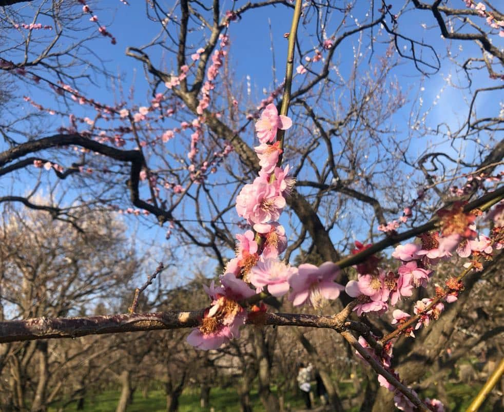 指出瑞貴さんのインスタグラム写真 - (指出瑞貴Instagram)「きれい🌸👩🏼‍🦰 I went to see cherry blossom in park. 공원에서 벚꽃을 보고 왔다☺️ 我在公园去看了樱花 !!」4月9日 20時49分 - sashidemizuki