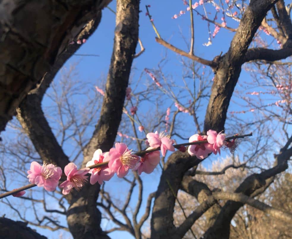 指出瑞貴さんのインスタグラム写真 - (指出瑞貴Instagram)「きれい🌸👩🏼‍🦰 I went to see cherry blossom in park. 공원에서 벚꽃을 보고 왔다☺️ 我在公园去看了樱花 !!」4月9日 20時49分 - sashidemizuki