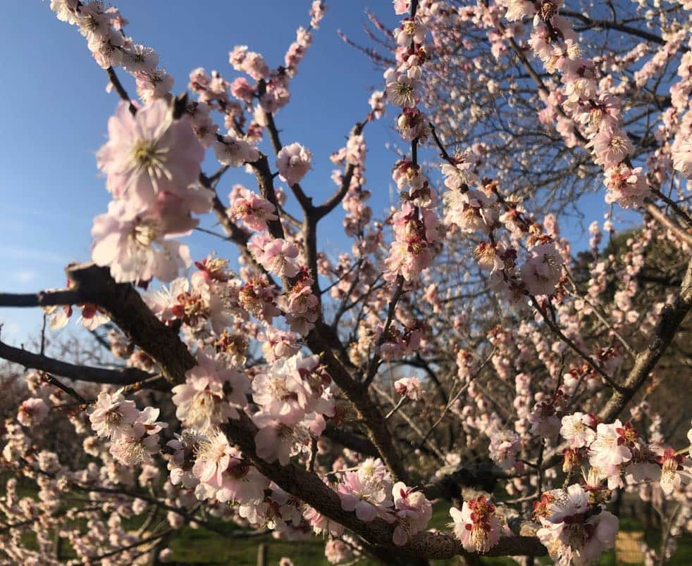 指出瑞貴さんのインスタグラム写真 - (指出瑞貴Instagram)「きれい🌸👩🏼‍🦰 I went to see cherry blossom in park. 공원에서 벚꽃을 보고 왔다☺️ 我在公园去看了樱花 !!」4月9日 20時49分 - sashidemizuki