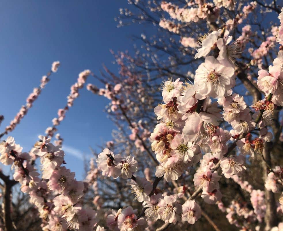 指出瑞貴さんのインスタグラム写真 - (指出瑞貴Instagram)「きれい🌸👩🏼‍🦰 I went to see cherry blossom in park. 공원에서 벚꽃을 보고 왔다☺️ 我在公园去看了樱花 !!」4月9日 20時49分 - sashidemizuki