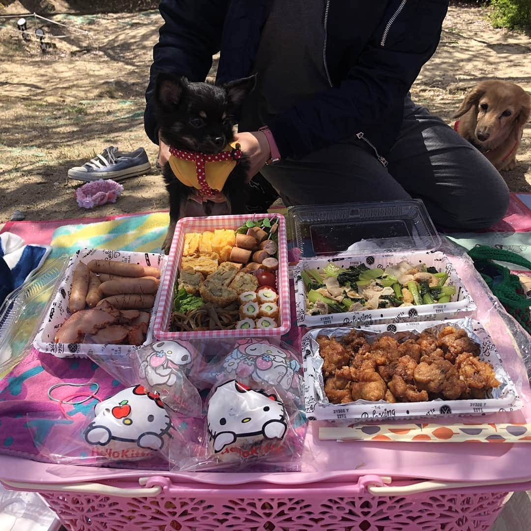 ピックさんのインスタグラム写真 - (ピックInstagram)「🌸🍺🌸🌸🍺🌸🌸🍺🌸 行ってきたよ～🐶🐶🐶 、 お散歩の私のおけつ、ゆらゆらめちゃくちゃ気になって仕方ないけど笑って許して🤣 、 @himekochama みかさんと😃 はじめましてのきらくん🐾 パピーなのに、びっくりするくらいお利口だよ😃 これなら、どこにも行けるよ😃 ほんとに、かわいいパピーきらくんにメロメロ😍😍😍 、 @manami.yukinko.f さんのオーダーのお洋服を、姫familyとお揃いでみかさんがプレゼントしてくれたよー😃 ピック ってネーム入りでとってもかわいい❗ 、 お弁当はね、私の勘違いで、私はおかずね😃って言われたように思って、🍙作らずに、おかずと、デザートお茶、出したら❗ なんとなんとなんとみかさんが🍙も、おかずも🤣🤣🤣 これまた旨いんだって❗ お外で喋りながら、強風で、ロックしたのに❗カートが坂を転げ落ちるし🤣🤣 、 みかさんは、靴がすべるーとか言って転げとるし😁😁 、 ここぞと撮影にピック寝とるし❗ 笑いの耐えたい１日を過ごしたよ😃 、 🌸もおしまいだね～ 、 来年の場所も決めて❗ 、 我が家に来てまた、喋りながら後程また、postするね～👍 、 あー楽しかった楽しかった❗ 来月は、BBQ🍖🍗🥓🍚🍺🍻🥂🥃たくさんできるぞ～😉 、 #お花見 #さくら  #ピクニック #公園 #ちわわ  #犬友  #お弁当 #instadog #ilovedog #dogstagram #west_dog_japan #all_dog_japan #todayswanko #inulog #ミニチュアダックス #ミニチュアダックスフンド #イヌスタグラム #いぬすたぐらむ #犬 #だいすき #美容 #ダイエット #いぬドル #かわいい #シニア犬 #14歳 #ピック #モデル犬 #イケワン #わんわん小学校」4月9日 20時44分 - pick09040904