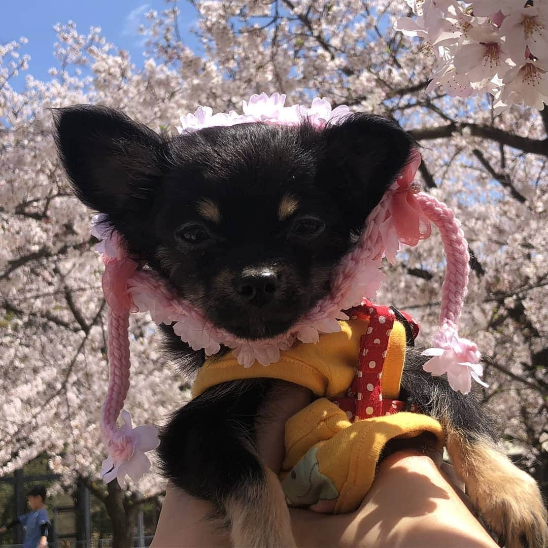 ピックさんのインスタグラム写真 - (ピックInstagram)「🌸🍺🌸🌸🍺🌸🌸🍺🌸 行ってきたよ～🐶🐶🐶 、 お散歩の私のおけつ、ゆらゆらめちゃくちゃ気になって仕方ないけど笑って許して🤣 、 @himekochama みかさんと😃 はじめましてのきらくん🐾 パピーなのに、びっくりするくらいお利口だよ😃 これなら、どこにも行けるよ😃 ほんとに、かわいいパピーきらくんにメロメロ😍😍😍 、 @manami.yukinko.f さんのオーダーのお洋服を、姫familyとお揃いでみかさんがプレゼントしてくれたよー😃 ピック ってネーム入りでとってもかわいい❗ 、 お弁当はね、私の勘違いで、私はおかずね😃って言われたように思って、🍙作らずに、おかずと、デザートお茶、出したら❗ なんとなんとなんとみかさんが🍙も、おかずも🤣🤣🤣 これまた旨いんだって❗ お外で喋りながら、強風で、ロックしたのに❗カートが坂を転げ落ちるし🤣🤣 、 みかさんは、靴がすべるーとか言って転げとるし😁😁 、 ここぞと撮影にピック寝とるし❗ 笑いの耐えたい１日を過ごしたよ😃 、 🌸もおしまいだね～ 、 来年の場所も決めて❗ 、 我が家に来てまた、喋りながら後程また、postするね～👍 、 あー楽しかった楽しかった❗ 来月は、BBQ🍖🍗🥓🍚🍺🍻🥂🥃たくさんできるぞ～😉 、 #お花見 #さくら  #ピクニック #公園 #ちわわ  #犬友  #お弁当 #instadog #ilovedog #dogstagram #west_dog_japan #all_dog_japan #todayswanko #inulog #ミニチュアダックス #ミニチュアダックスフンド #イヌスタグラム #いぬすたぐらむ #犬 #だいすき #美容 #ダイエット #いぬドル #かわいい #シニア犬 #14歳 #ピック #モデル犬 #イケワン #わんわん小学校」4月9日 20時44分 - pick09040904