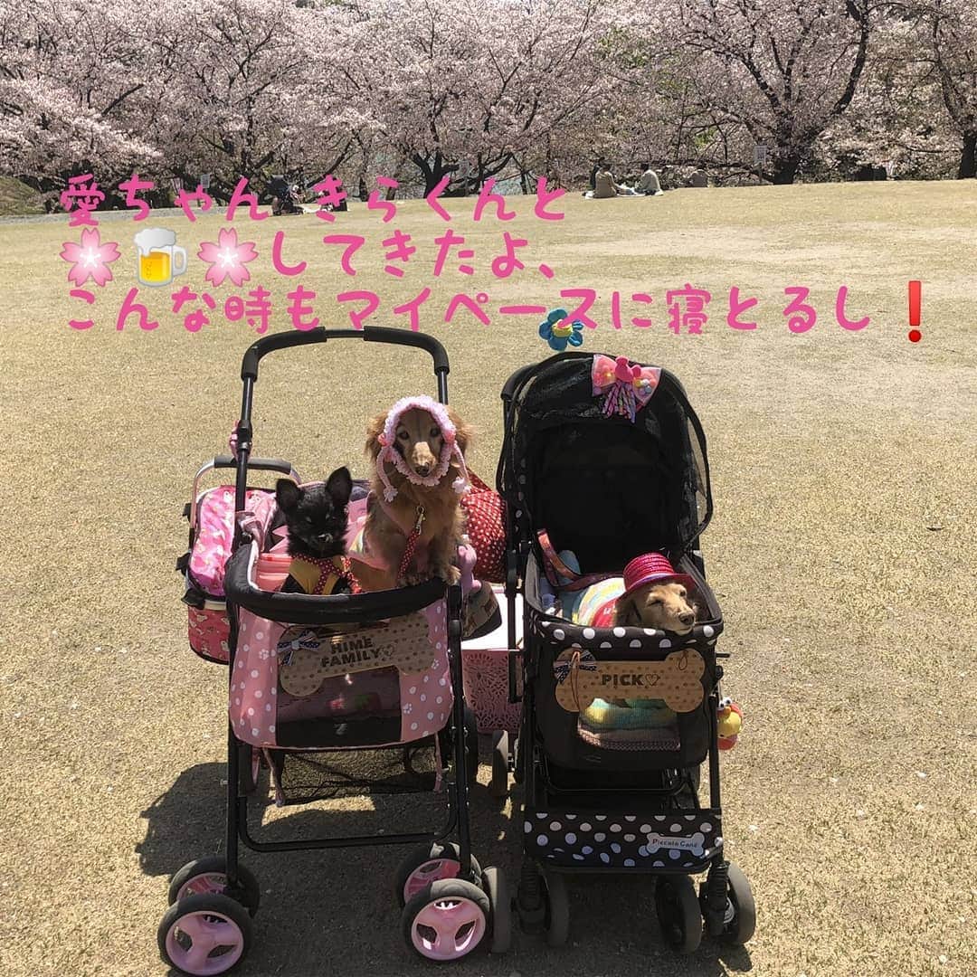 ピックさんのインスタグラム写真 - (ピックInstagram)「🌸🍺🌸🌸🍺🌸🌸🍺🌸 行ってきたよ～🐶🐶🐶 、 お散歩の私のおけつ、ゆらゆらめちゃくちゃ気になって仕方ないけど笑って許して🤣 、 @himekochama みかさんと😃 はじめましてのきらくん🐾 パピーなのに、びっくりするくらいお利口だよ😃 これなら、どこにも行けるよ😃 ほんとに、かわいいパピーきらくんにメロメロ😍😍😍 、 @manami.yukinko.f さんのオーダーのお洋服を、姫familyとお揃いでみかさんがプレゼントしてくれたよー😃 ピック ってネーム入りでとってもかわいい❗ 、 お弁当はね、私の勘違いで、私はおかずね😃って言われたように思って、🍙作らずに、おかずと、デザートお茶、出したら❗ なんとなんとなんとみかさんが🍙も、おかずも🤣🤣🤣 これまた旨いんだって❗ お外で喋りながら、強風で、ロックしたのに❗カートが坂を転げ落ちるし🤣🤣 、 みかさんは、靴がすべるーとか言って転げとるし😁😁 、 ここぞと撮影にピック寝とるし❗ 笑いの耐えたい１日を過ごしたよ😃 、 🌸もおしまいだね～ 、 来年の場所も決めて❗ 、 我が家に来てまた、喋りながら後程また、postするね～👍 、 あー楽しかった楽しかった❗ 来月は、BBQ🍖🍗🥓🍚🍺🍻🥂🥃たくさんできるぞ～😉 、 #お花見 #さくら  #ピクニック #公園 #ちわわ  #犬友  #お弁当 #instadog #ilovedog #dogstagram #west_dog_japan #all_dog_japan #todayswanko #inulog #ミニチュアダックス #ミニチュアダックスフンド #イヌスタグラム #いぬすたぐらむ #犬 #だいすき #美容 #ダイエット #いぬドル #かわいい #シニア犬 #14歳 #ピック #モデル犬 #イケワン #わんわん小学校」4月9日 20時44分 - pick09040904