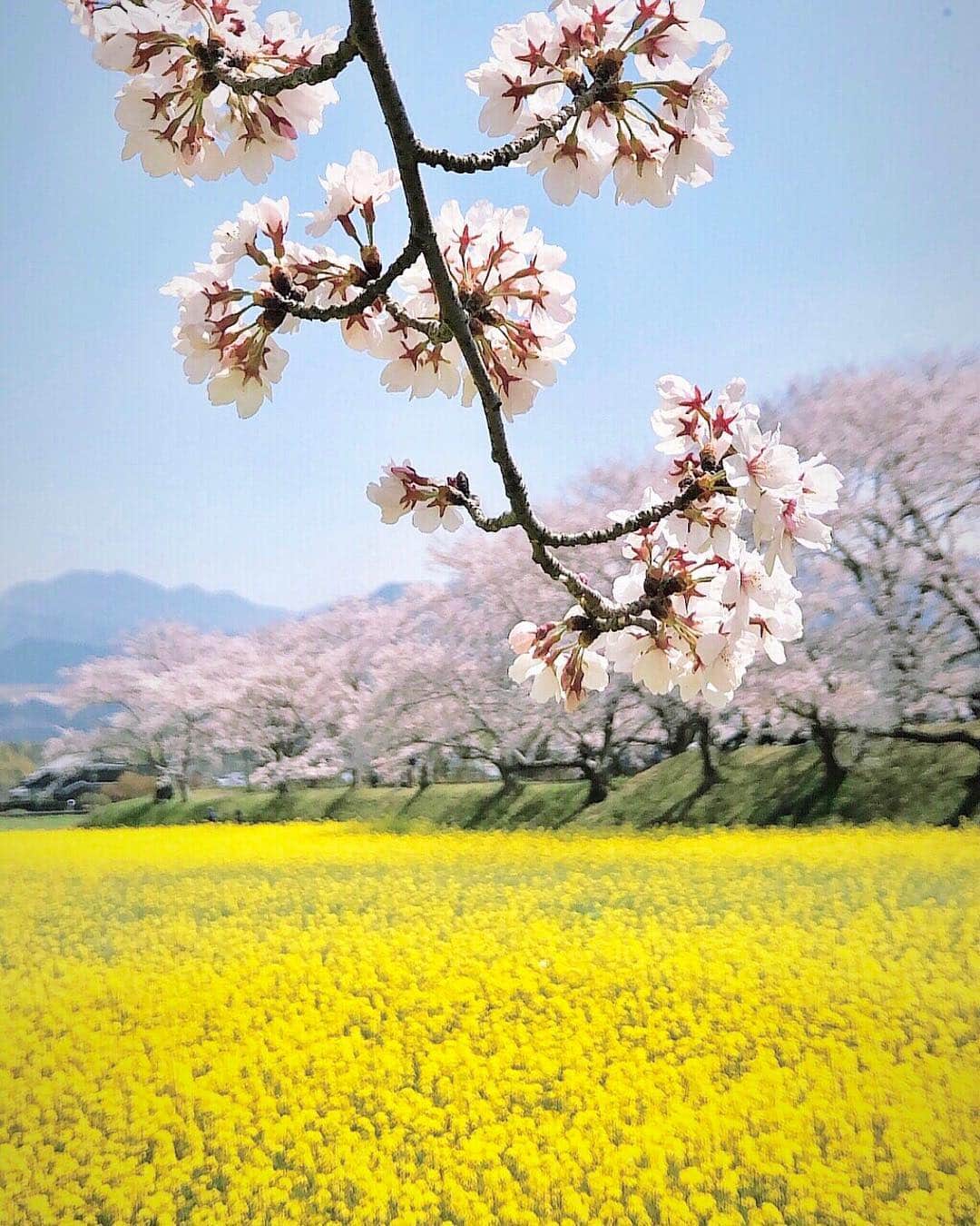 Koichiさんのインスタグラム写真 - (KoichiInstagram)「. . Spring collaboration . . 📍#藤原宮跡 #奈良 #Nara . #ShotOniPhone Attachment lens by @tokyo_grapher Tele Lens 50mm #TG_Tele . #ShotOn_TG .」4月9日 20時44分 - koichi1717