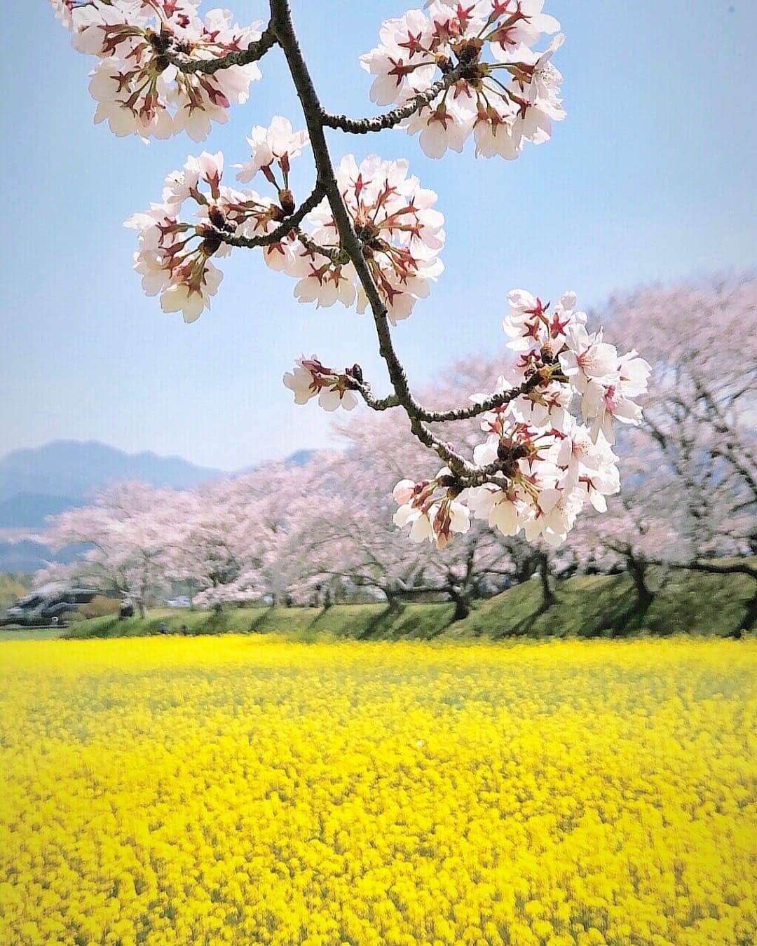 Koichiのインスタグラム：「. . Spring collaboration . . 📍#藤原宮跡 #奈良 #Nara . #ShotOniPhone Attachment lens by @tokyo_grapher Tele Lens 50mm #TG_Tele . #ShotOn_TG .」