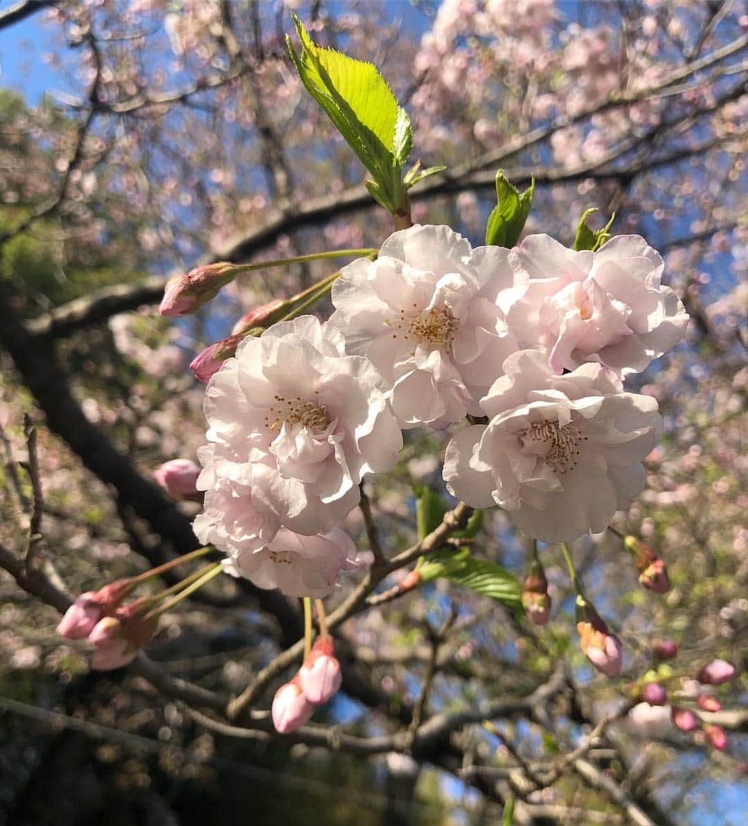 純名里沙さんのインスタグラム写真 - (純名里沙Instagram)「間に合った。。🌸✨ ・ #桜 #さくら #sakura」4月9日 20時44分 - risajunna3158