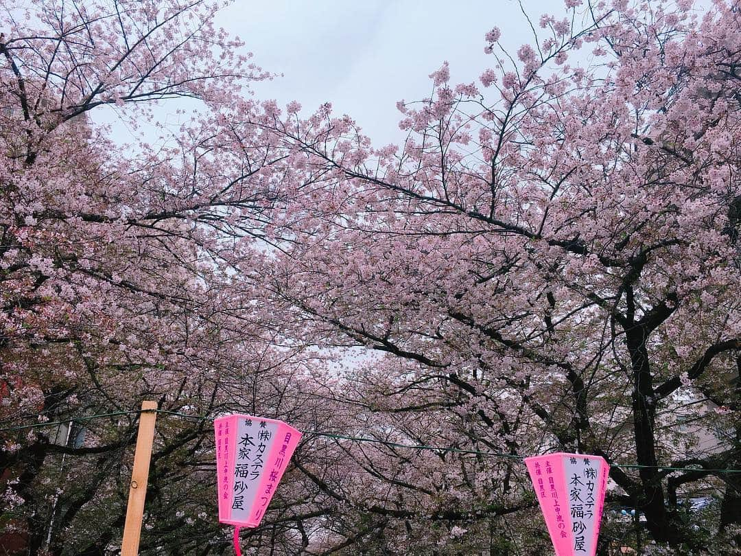 北原里英さんのインスタグラム写真 - (北原里英Instagram)「咲子さん(@sakiko___official ) とお花見して チョコレート屋さん🍫 行きました☕️☕️☕️ 桜見納めかなと思って 目黒川🌸🌸🌸 すっぴんで失礼します🤟🏻 . . #桜 #さくら #cherryblossom #🌸 #目黒川 #🍫」4月9日 20時46分 - rie_kitahara_3