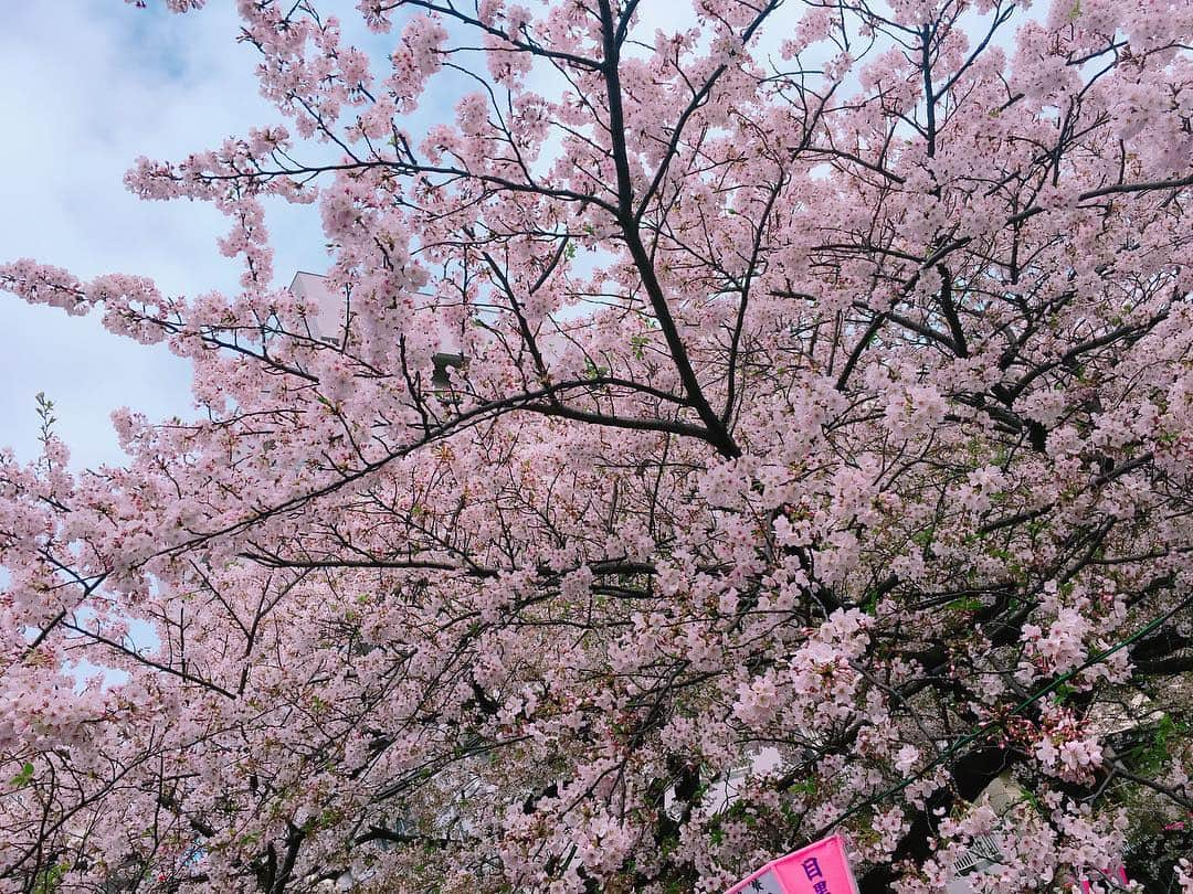 北原里英さんのインスタグラム写真 - (北原里英Instagram)「咲子さん(@sakiko___official ) とお花見して チョコレート屋さん🍫 行きました☕️☕️☕️ 桜見納めかなと思って 目黒川🌸🌸🌸 すっぴんで失礼します🤟🏻 . . #桜 #さくら #cherryblossom #🌸 #目黒川 #🍫」4月9日 20時46分 - rie_kitahara_3