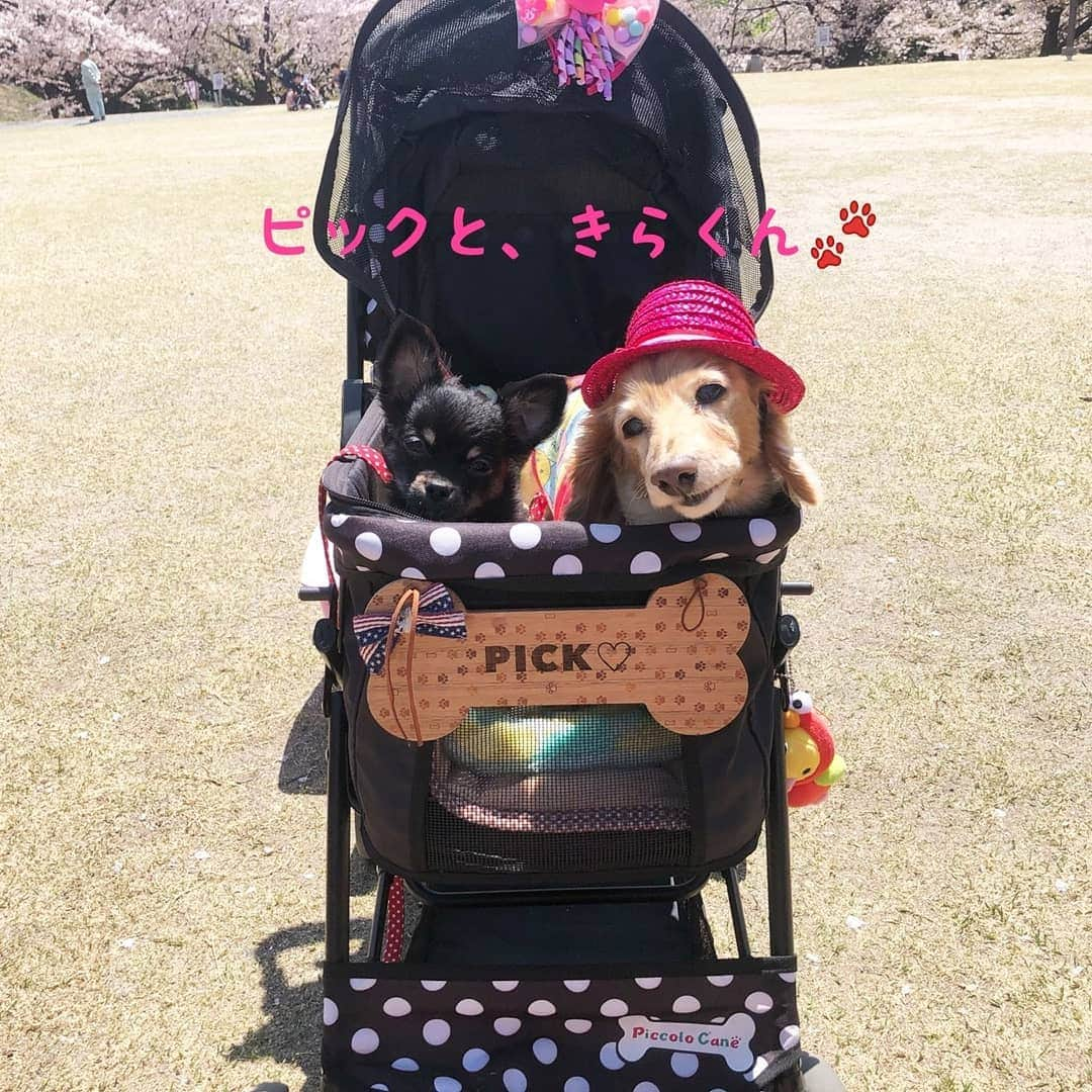 ピックさんのインスタグラム写真 - (ピックInstagram)「@himekochama 仲良しこよしのお友達の 姫familyちゃんの🌸🍺🌸パート② 、 きらくん🐾とピックちゃんは、カートイン、起きとるよ❗やっぱり男の子だし❗俺も負けとれんぞって感じかな😁 、 イケワンコンビは、かわいいかわいい❗ 犬の横に 猫ちゃんがおるがね‼️って❗ 、 犬です(笑) って２回ほどあったね🤣🤣 、 お部屋に帰るときらくんみかさんにべったり😍甘えて 、 アポロ帽子を被ったり❗ 、 あっとゆうまだ🤣🤣 、 遠いのにいつも会いに来てくれてありがとう😃 来月はいくでね～👍 、 #お花見  #桜  #公園 #お友達 #楽しかった  #パピー #チワワ  #instadog #ilovedog #dogstagram #west_dog_japan #all_dog_japan #todayswanko #ミニチュアダックス #ミニチュアダックスフンド #イヌスタグラム #いぬすたぐらむ #犬 #だいすき #美容 #ダイエット #いぬドル #かわいい #シニア犬 #14歳 #ピック #モデル犬 #イケワン #わんわん小学校」4月9日 20時57分 - pick09040904