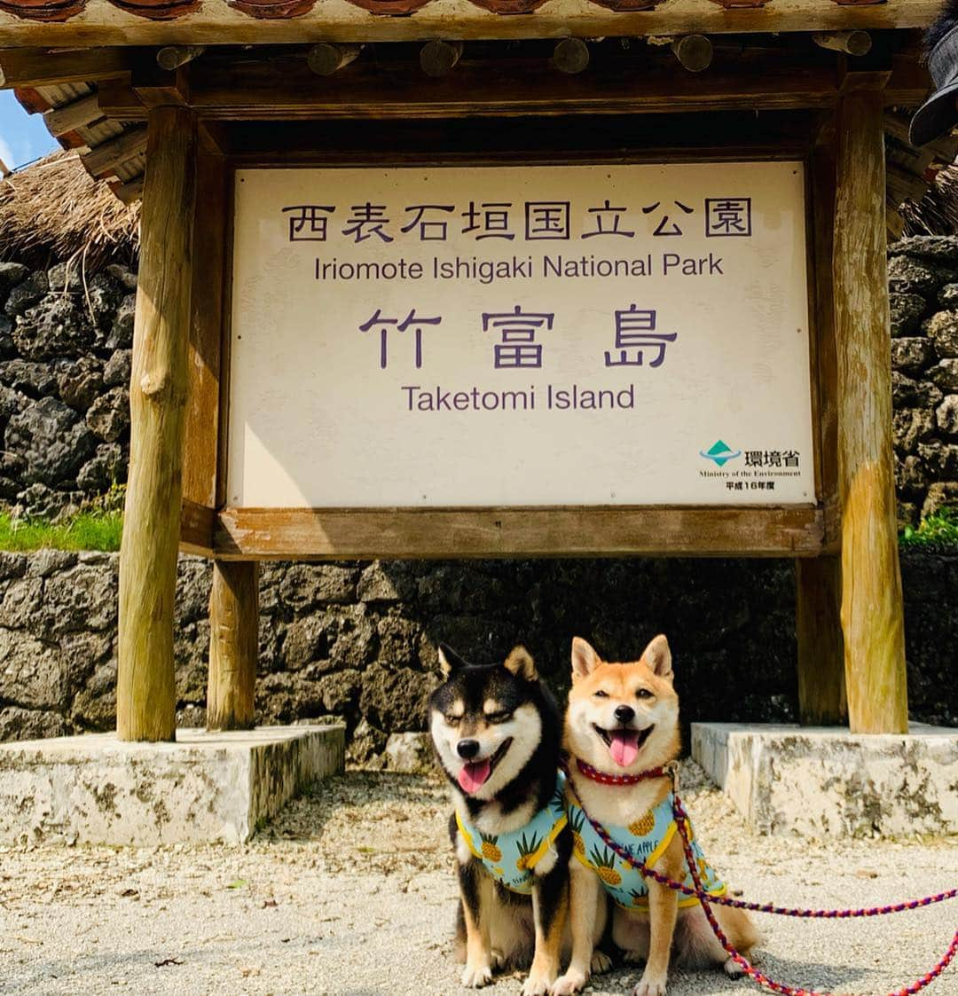 豆柴なつ&ふゆさんのインスタグラム写真 - (豆柴なつ&ふゆInstagram)「We go to Taketomi Island🏝😆✨ 竹富島🏝😆✨ ️ #石垣島旅行 #竹富島  #海 #綺麗 #ワンコ #doggy #黒柴#赤柴#柴犬ライフ#pecoいぬ部 #shiba_snap  #beautiful #旅行 #柴犬#shiba #shibainu #shibastagram #いぬすたぐらむ #pecoいぬ部 #犬バカ部 #shibainumag_feature #instafollow #dogoftheday  #🐕📷 #theshibasociety #楽天もう一度行きたい旅  #柴#proudshibas #cutepets #柴犬マニア」4月9日 20時57分 - mameshiba.natsuinu56