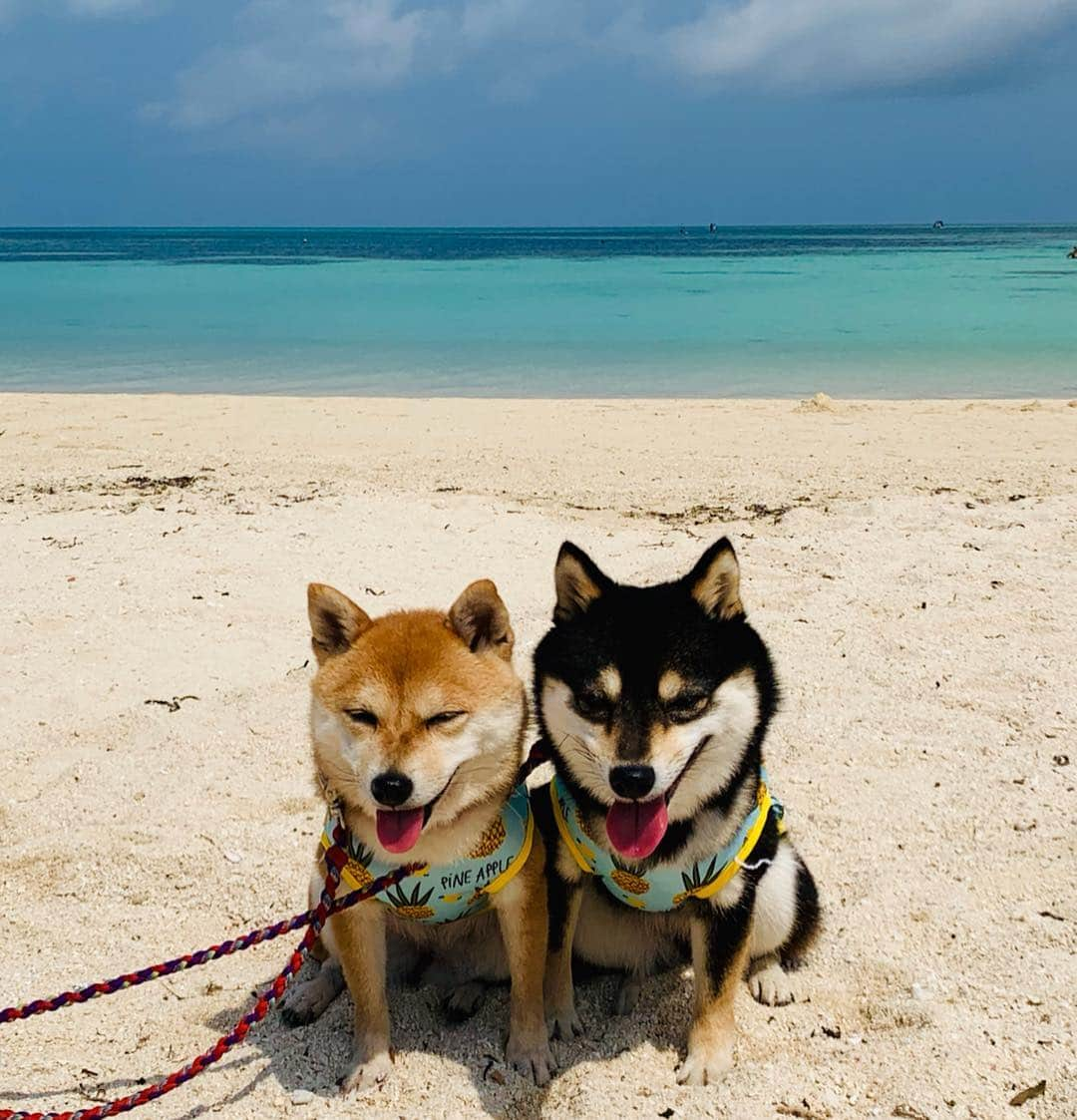 豆柴なつ&ふゆさんのインスタグラム写真 - (豆柴なつ&ふゆInstagram)「We go to Taketomi Island🏝😆✨ 竹富島🏝😆✨ ️ #石垣島旅行 #竹富島  #海 #綺麗 #ワンコ #doggy #黒柴#赤柴#柴犬ライフ#pecoいぬ部 #shiba_snap  #beautiful #旅行 #柴犬#shiba #shibainu #shibastagram #いぬすたぐらむ #pecoいぬ部 #犬バカ部 #shibainumag_feature #instafollow #dogoftheday  #🐕📷 #theshibasociety #楽天もう一度行きたい旅  #柴#proudshibas #cutepets #柴犬マニア」4月9日 20時57分 - mameshiba.natsuinu56