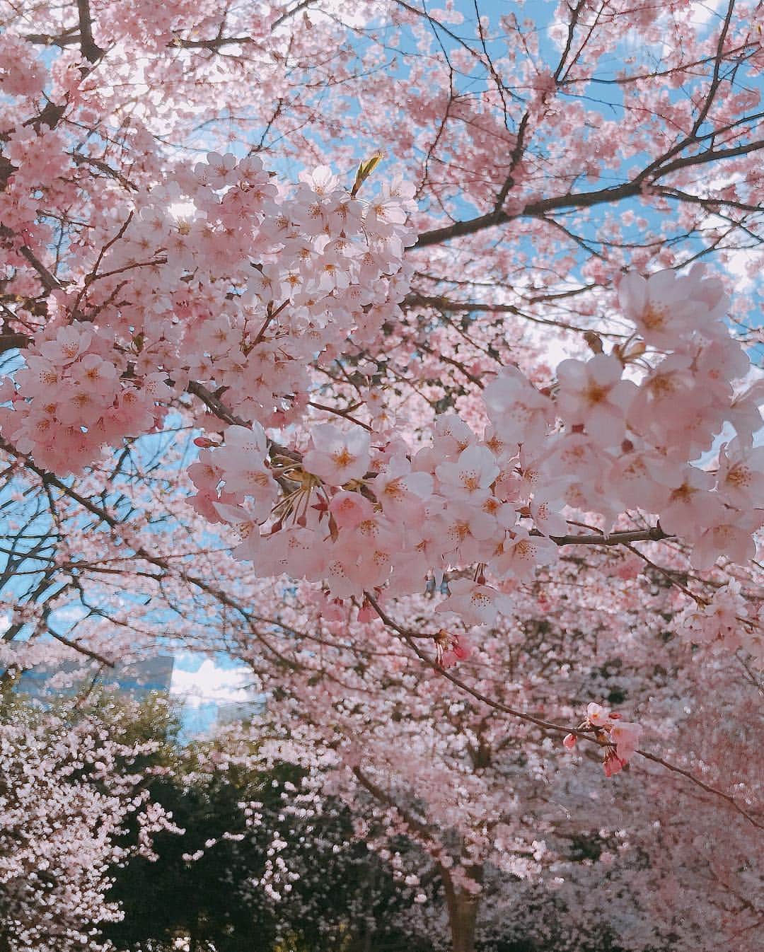 大石参月さんのインスタグラム写真 - (大石参月Instagram)「ラジオの合間があったので FM仙台の近くの錦町公園を お散歩🚶‍♀️！！！ 桜がピンクでほんっっとに綺麗🌸 ここでずんだ餅食べたぁぁぁい(´∀｀) #錦町公園 #お花見気分 #仙台ってほんとにいい所 #街も賑やかだし #駅も空港みたいにイケてるし #食べ物おいしすぎだし #東京からすぐだしまた来よっと #大石参月」4月9日 20時51分 - ohishi_mitsuki
