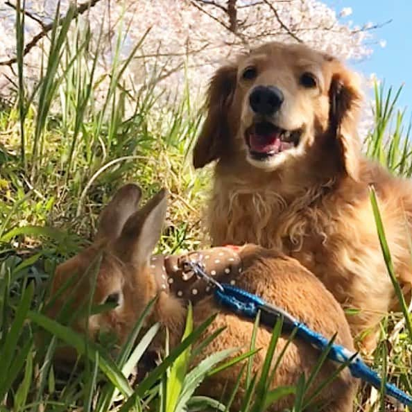 Chieko Shibutaさんのインスタグラム写真 - (Chieko ShibutaInstagram)「たろー🐶＆うじゃこ🐰 地方☀️ さんぽ🌱 たろー！ 🌸淋しくなってきたね 花吹雪🌸🌸🌸綺麗✨ だけど サラダバー🥗に夢中です^_^🐰✨ 💕✨🐶🍀🐰✨💕 #dachshund #dachshunds #dachshundlove #dog #dogs #doglove #instadog #instagram #instagood #pet #pets #petsagram #cute #cutepe #cutepet #cutedog #cuteanimals #likes #09076999576 happy #smile #rabbit #ラビット #ミニュチュア #ミニュチュアダックス  #ミニュチュアダックスフント #うさぎ部 #うさぎ #ダックス #ダックスフンドロングヘアー#ねざーらんどどわーふ」4月9日 20時51分 - chieko.81