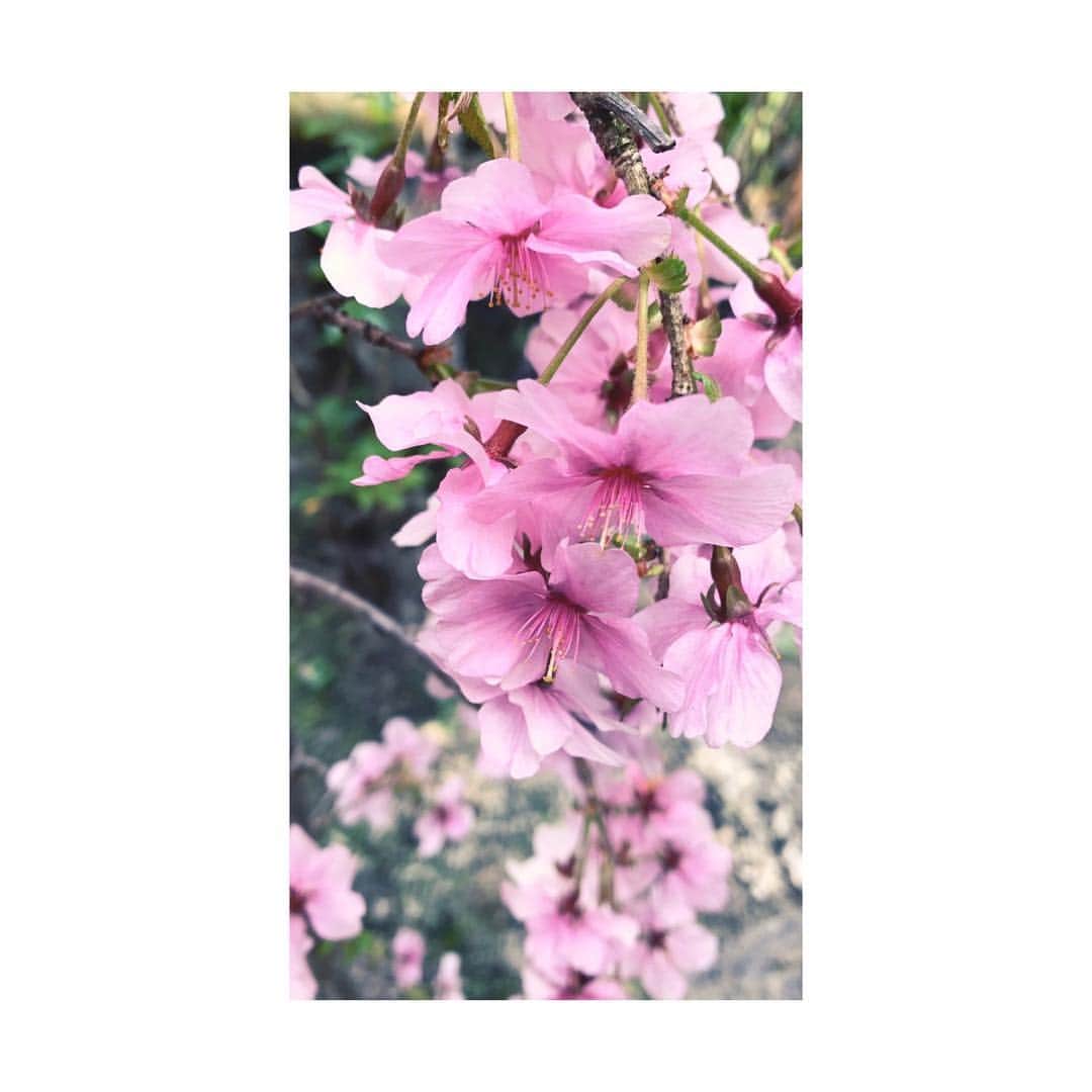 JOT AROMAさんのインスタグラム写真 - (JOT AROMAInstagram)「. . . . . . . . 以前、ご紹介した トンカビーンズ、 桜を思わせる甘くパウダリーな香りですが 桜からとった訳ではないのに 何故、桜のイメージを 持ちやすいのかといいますと、 秘密は桜の葉に含まれるクマリンにあります。 . クマリンは桜の葉を塩漬けにした際の 発酵時に出る香りで そのクマリンという成分が トンカビーンズには多く含まれます。 . 実質的に桜の花よりも 桜餅の香りの印象を 持つ方が多いのもこの為です。 . 成分と香りのイメージ、 知識を深めていただくと、 あの香りと、あの香りが 似ていると感じた理由も よりわかりやすくなるかと思います。 . ちなみにシャネルNo.5にも 含まれるトンカビーンズ。 . 香水に馴染みがない方でも エッセンシャルオイルなら 使っていただきやすく 奥行きのある甘さをそっと 演出してくれるのも 儚く散る桜を想起させてくれますね。 . . . . . . . . . . #桜#さくら#トンカビーンズ #春#spring#クマリン . #aroma #medicalaroma  #jot#大阪#アロマ#メディカルアロマ #メディカルハーブ#精油#梅田 #アロマセラピスト ❁ #香りのこと#暮らしのこと #JOTACAD#総合学園JOTアカデミー ❁ #AROMALABO #JOTメディカルアロマカレッジ ❁ #beauty#botanical#lovegreen . #2019#4月 . . .」4月9日 20時58分 - jot_school