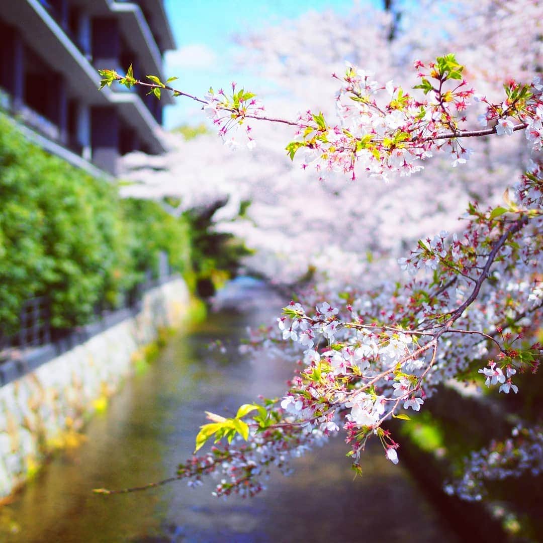 City of Kyoto Official Accountさんのインスタグラム写真 - (City of Kyoto Official AccountInstagram)「2019年4月8日撮影。 #高瀬川 の桜も#見頃 を迎えております。街中からふらっと見に行けますし、周りにはお店も一杯あるので、夜桜観光にもオススメです。  撮影したのは、京都市役所前駅から歩いてすぐの、御池通沿いの桜です！  春の京都ジェニックキャンペーン開催中！ https://camp-in.jp/kyotogenic-spring2019  #visitkyoto #kyotogenic #art_of_japan #japan_of_insta #loves_united_kyoto #kyototravel #japantrip #kyototrip #ig_kyoto #kyoto_style #springinkyoto #kyotohiddengems #cherryblossom  Kyoto Official Travel Guide http://kyoto.travel/en  #京都 #京都ジェニック  #未来に残したい京都  #京都好きな人と繋がりたい #とっておきの京都 #京都桜  オフィシャルサイト「京都観光NAVI」 http://ja.kyoto.travel」4月9日 21時00分 - visit_kyoto