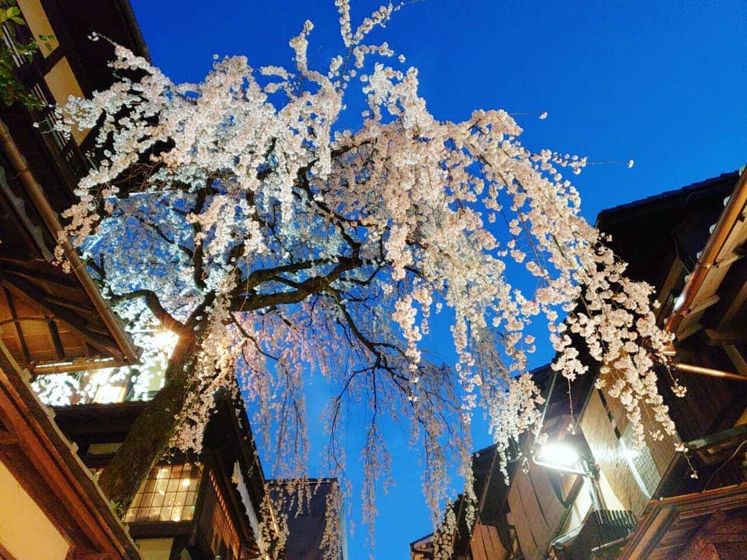 岡本真夜さんのインスタグラム写真 - (岡本真夜Instagram)「#夜桜 #綺麗 #京都 #清水寺へ #素敵な夜 #kyoto #sakura🌸 #cherryblossom #beautiful」4月9日 21時02分 - mayookamoto510