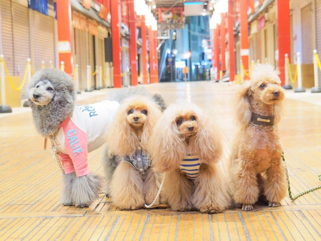 Toypoodle Mikuru?Asakusa Tokyoさんのインスタグラム写真 - (Toypoodle Mikuru?Asakusa TokyoInstagram)「20190406 Saturday. ✴️超宴 third in ASAKUSA✴️ 〜飲み放題 でストレス解消バンザイ🙌〜 . ３回目を迎えた超宴🍺🍺🍺 2月開催予定でしたが、雪の為まさかの中止😭 と、いうこともあり、今回も盛り上がりましたよ😆😆😆 . パパ達は電気ブランで盛り上がり(何杯飲んだんだろう😅) みゆきんはビール🍺７杯(自己申告) 私はビール🍺４杯と梅酒とか(覚えてない) なめママは柚子ジュース😂 . コースのお料理も美味しくて、鯛茶漬けはヤバイよ美味いよ🥰 天ぷらも👍🏻 . 楽しすぎて(酔っぱらって？)写真は殆どぶれぶれ🤣 次回もみんなヨロシクねッ💪🏻💪🏻💪🏻 . #team超宴 member thanks🙏🏻 @namecomummy @namecopapa  @laugh0903 @sorapa9913 @i.am.mikuru . #スケベイス #師のつくお仕事 エロ師♥️ . 酔っ払い夜の浅草寺撮影会は次回に続く🔜」4月9日 21時03分 - purapura299