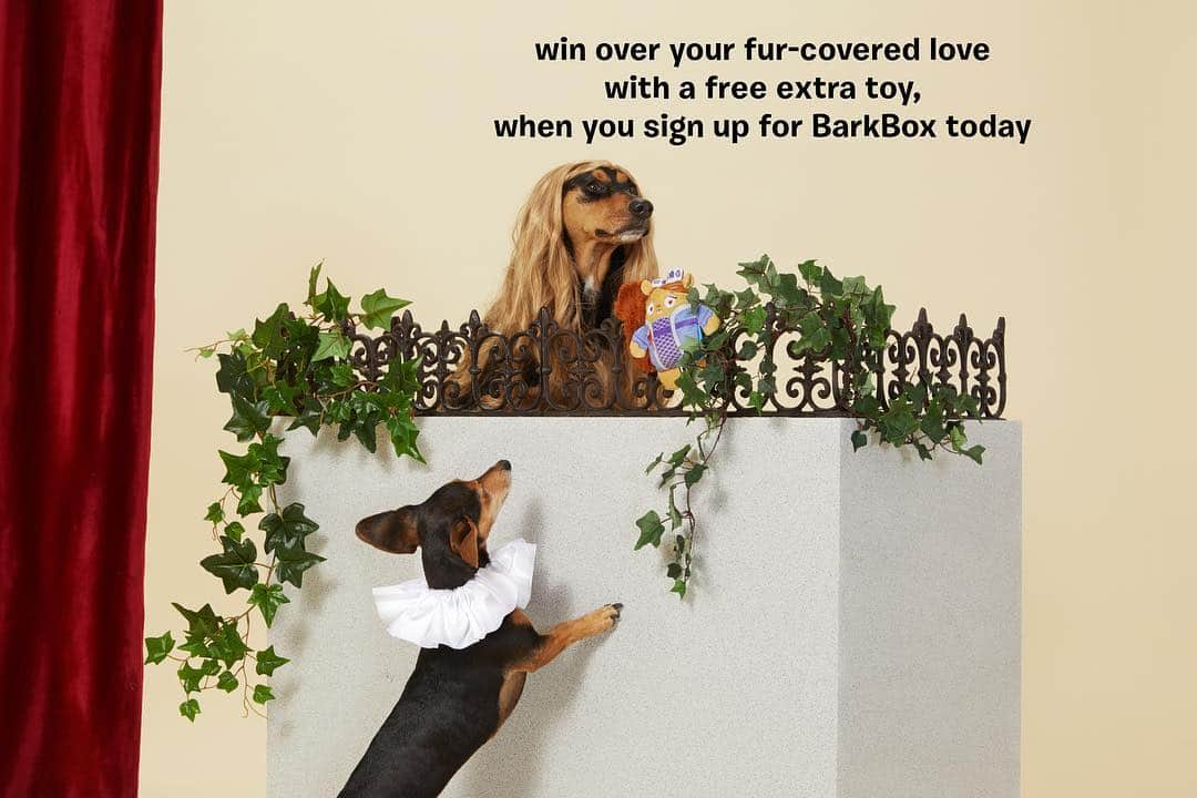 BarkBoxさんのインスタグラム写真 - (BarkBoxInstagram)「🌹 Shall I compare thee to a #barkboxday? TODAY get a free EXTRA toy when you sign up for a new subscription! EXTRA TOY. IN EVERY BOX. 🌹 link in bio!」4月9日 21時04分 - barkbox