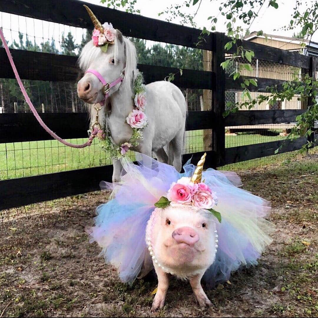 Priscilla and Poppletonさんのインスタグラム写真 - (Priscilla and PoppletonInstagram)「Happy #NationalUnicornDay from me and my pet unicorn Sugar! My 5th birthday party was unicorn themed, and can you believe I will be 6 in 20 days. I can’t decide what theme I want this year. Can you piggy please help me by making suggestions in the comments below? ThOINKs so much!🐷💕🦄#birthdaymonth #unicorn #PrissyandPop」4月9日 21時07分 - prissy_pig