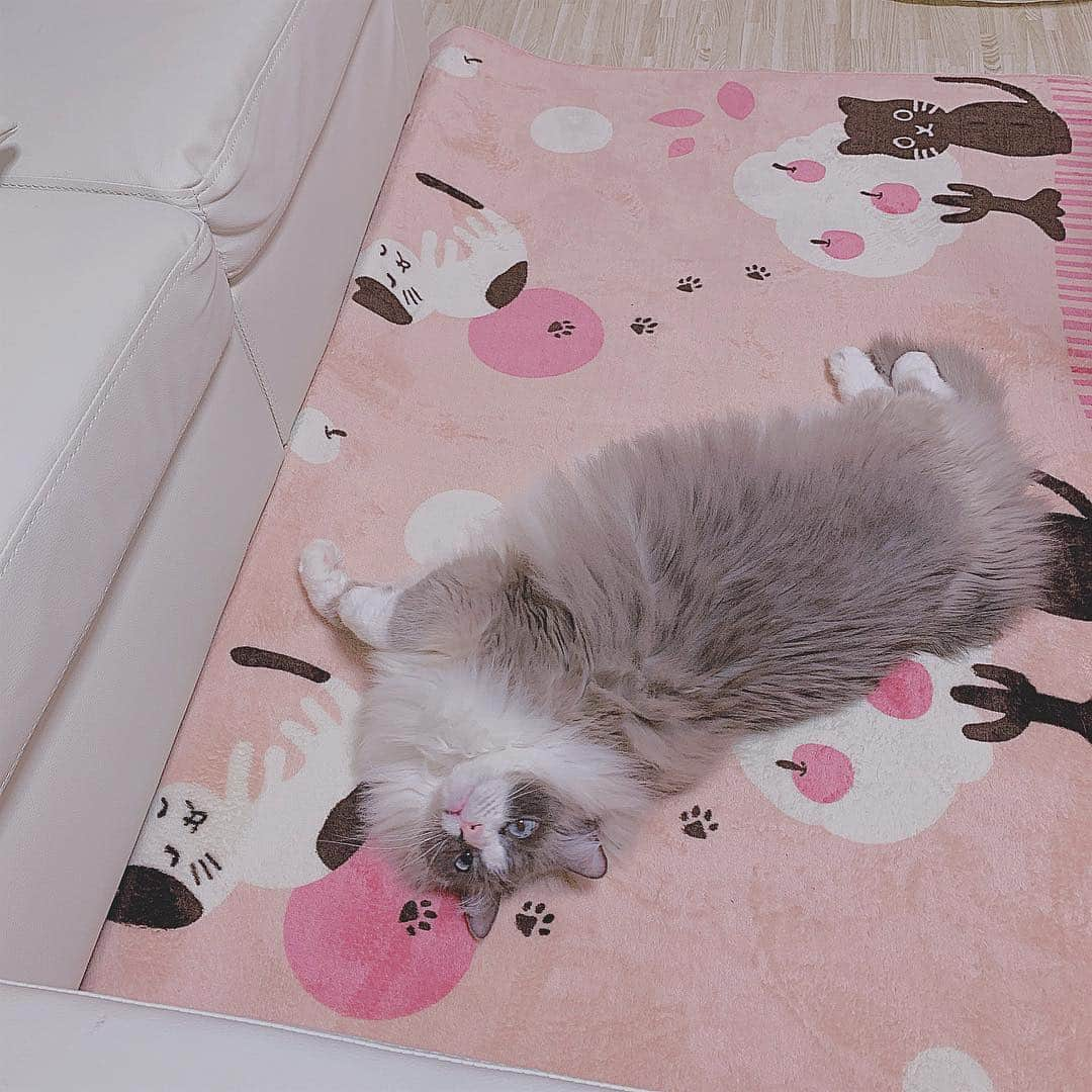 大濠ハンナさんのインスタグラム写真 - (大濠ハンナInstagram)「今日のラミ🎀✨🐱 きょうも安定のおデブ🐱  #ragdoll #instacat」4月9日 21時11分 - hannaoohori