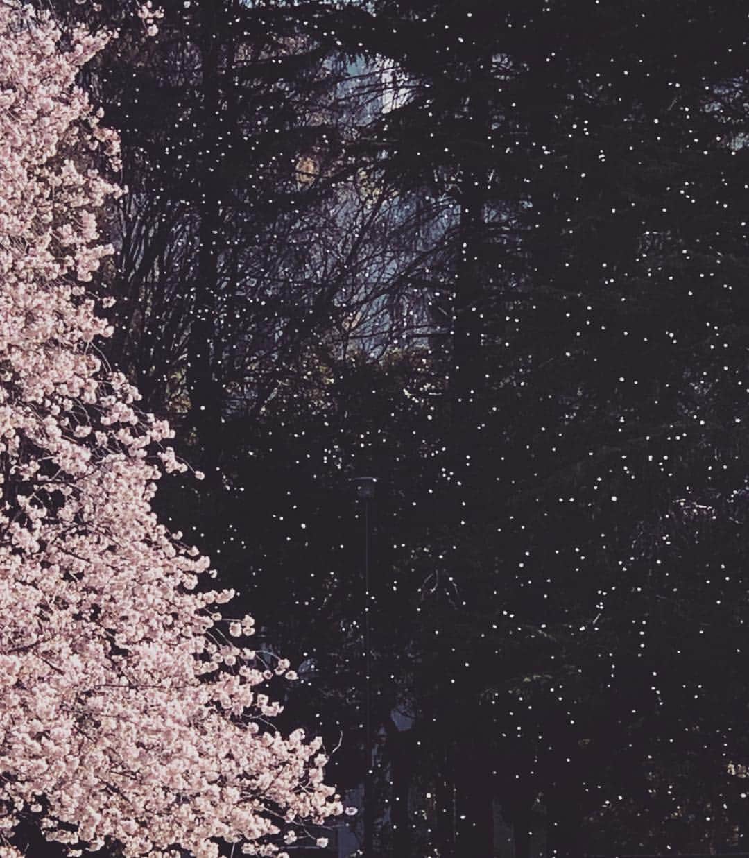 Chageさんのインスタグラム写真 - (ChageInstagram)「桜吹雪。(別名.春の雪) そして明日からファンミ合同リハーサルです。皆さまのリクエストに心から感謝です！楽しみ！楽しみ！お楽しみに！  #chagekimi  #landscape  #ファンミの足音 #桜吹雪 #春の雪  #クリ部  #chappy」4月9日 21時22分 - chageshu06