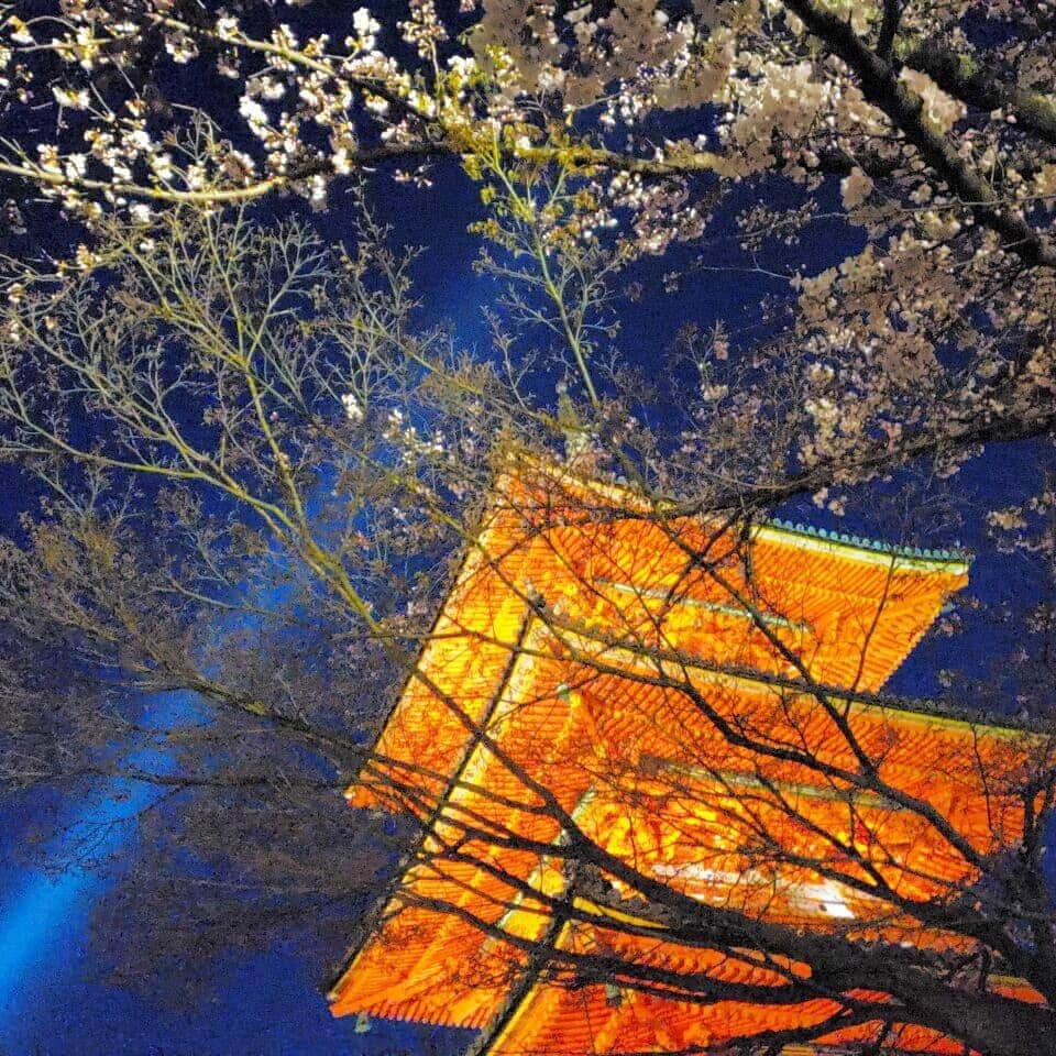 岡本真夜さんのインスタグラム写真 - (岡本真夜Instagram)「#ライトアップ #清水寺へ #京都 #親友と #夜桜 #素敵すぎる #kyoto #sakura🌸 #beautiful」4月9日 21時16分 - mayookamoto510