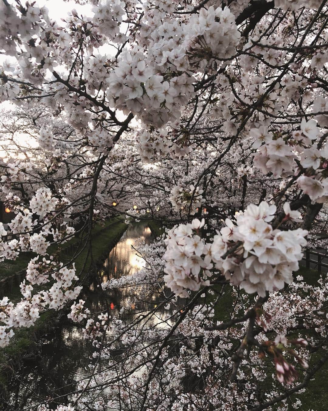 小柴綾香さんのインスタグラム写真 - (小柴綾香Instagram)「#cherryblossom #sakura #cherryblossomseason #sakuraseason #pink #spring #tokyo #japan #桜」4月9日 21時16分 - ayakakoshiba