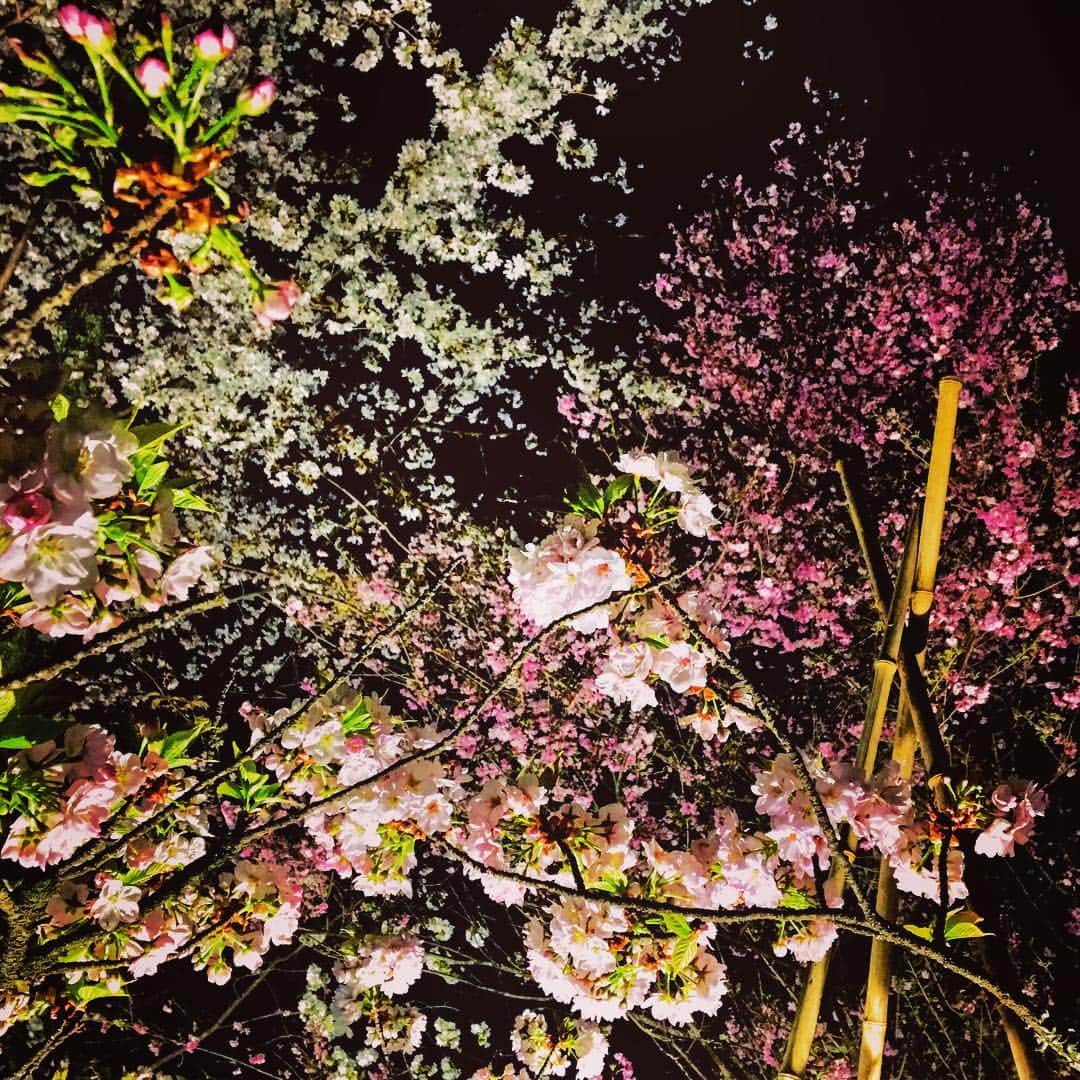 西田一紀さんのインスタグラム写真 - (西田一紀Instagram)「夜桜。」4月9日 21時18分 - kazukeith0529