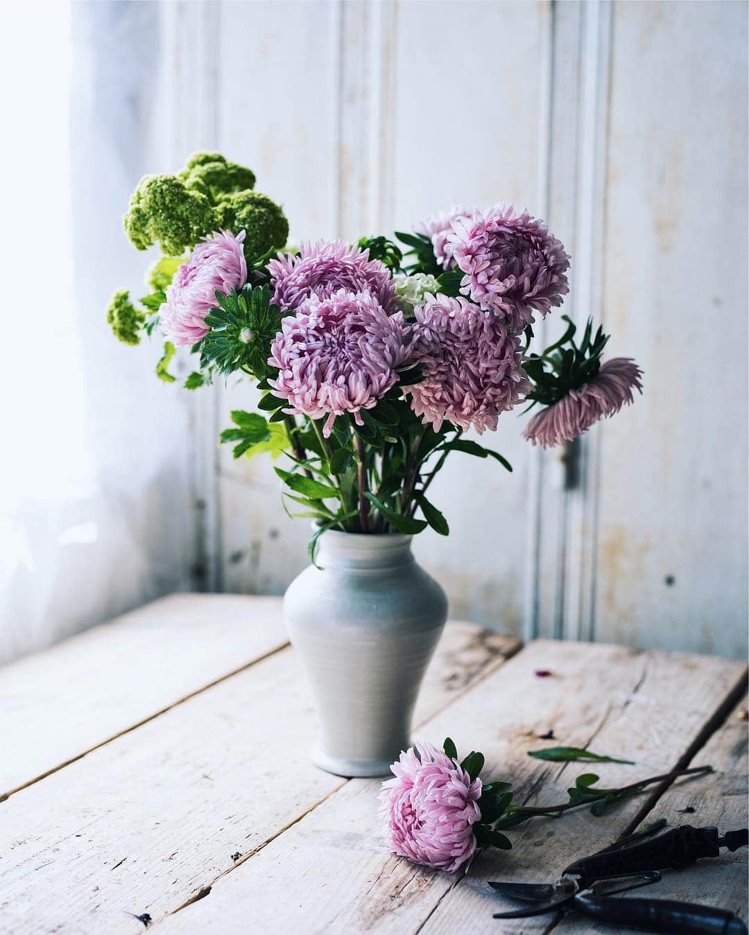 増田由希子さんのインスタグラム写真 - (増田由希子Instagram)「These asters💜 #aster  大輪アスター「マッシュラベンダー」 花形が斬新!」4月9日 21時32分 - nonihana_