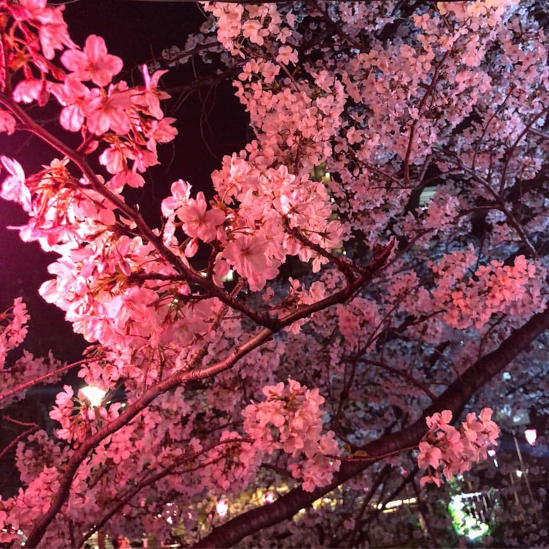 Ruuさんのインスタグラム写真 - (RuuInstagram)「🌸🌸🌸🌸🌸 東京の桜が終わった頃に福島は満開🌸 びびちゃんとお花見行きたいなぁ〜🐕💕💕」4月9日 21時30分 - ruufabulous