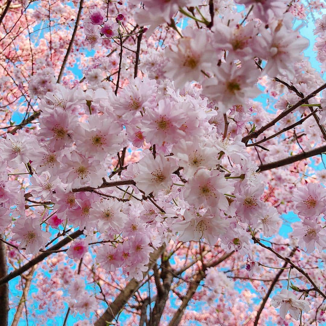 Ruuさんのインスタグラム写真 - (RuuInstagram)「🌸🌸🌸🌸🌸 東京の桜が終わった頃に福島は満開🌸 びびちゃんとお花見行きたいなぁ〜🐕💕💕」4月9日 21時30分 - ruufabulous