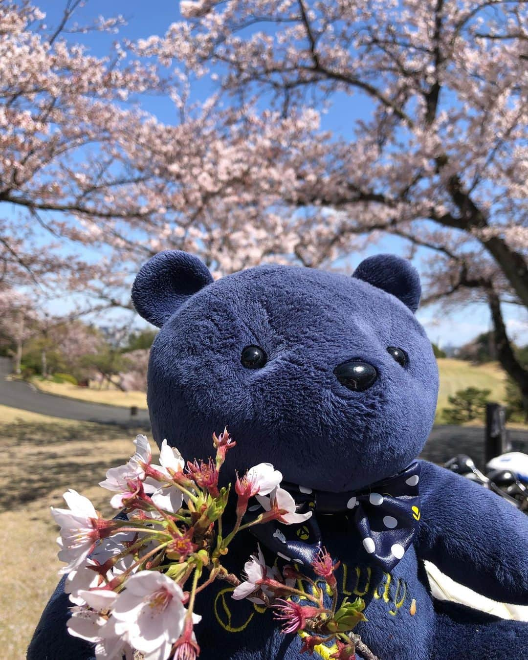 箕輪玖美さんのインスタグラム写真 - (箕輪玖美Instagram)「桜見納めゴルフ〜🌸🌸🌸 お天気最高✨ 桜も最高✨ 同伴メンバーも最高✨ スコアは…😅 今日も楽しい一日でした❤️ #ゴルフ大好き #ゴルフ女子 #ゴルフ好きと繋がりたい  #桜ヶ丘カントリークラブ  #ゴルフコーデ #マークアンドロナ  #ピンクコーデ #お花見 #桜満開 #楽しい #アラフィフモデル箕輪玖美  #モデル #happy  #golf #Tokyo」4月9日 21時30分 - kumi.111