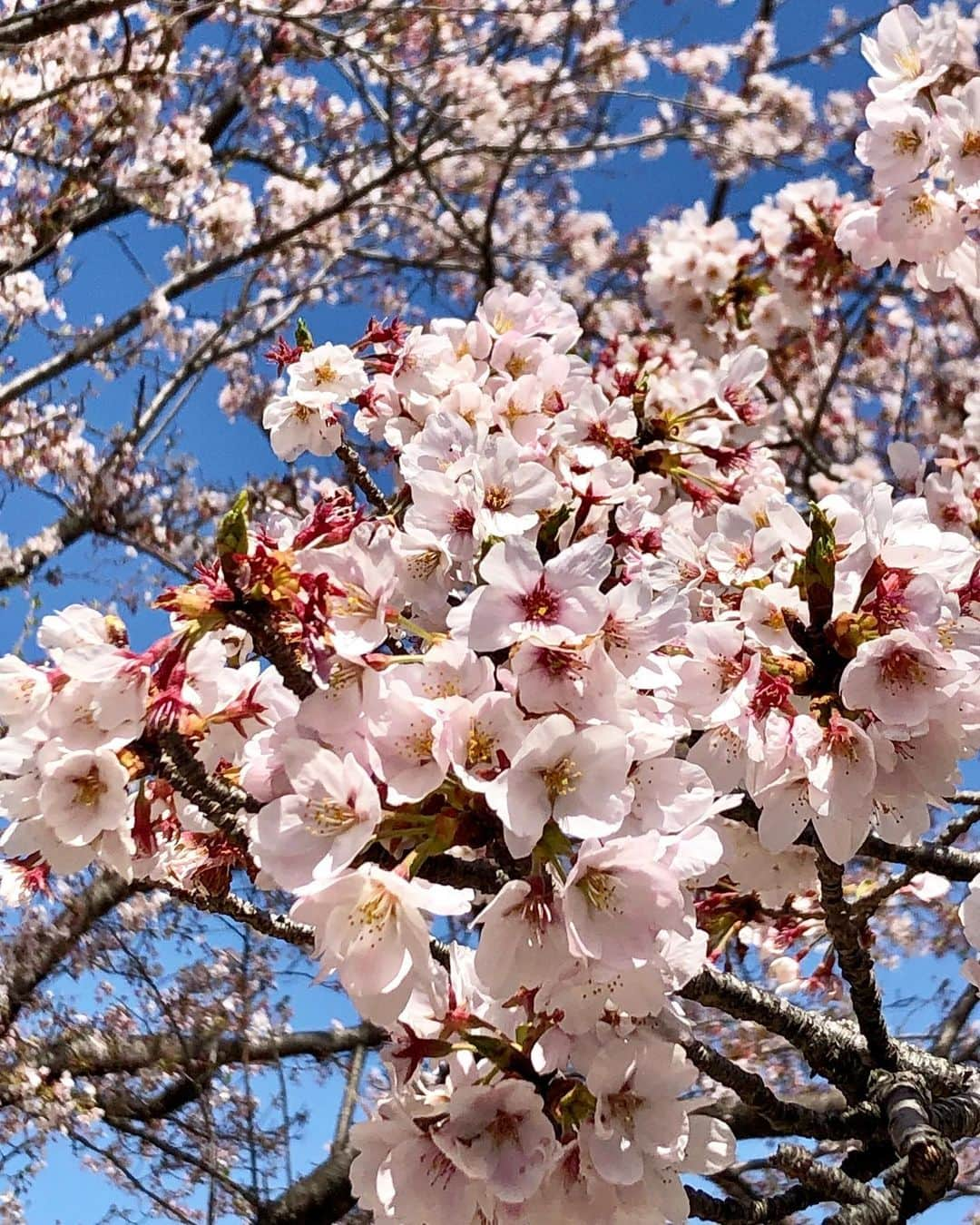 箕輪玖美さんのインスタグラム写真 - (箕輪玖美Instagram)「桜見納めゴルフ〜🌸🌸🌸 お天気最高✨ 桜も最高✨ 同伴メンバーも最高✨ スコアは…😅 今日も楽しい一日でした❤️ #ゴルフ大好き #ゴルフ女子 #ゴルフ好きと繋がりたい  #桜ヶ丘カントリークラブ  #ゴルフコーデ #マークアンドロナ  #ピンクコーデ #お花見 #桜満開 #楽しい #アラフィフモデル箕輪玖美  #モデル #happy  #golf #Tokyo」4月9日 21時30分 - kumi.111