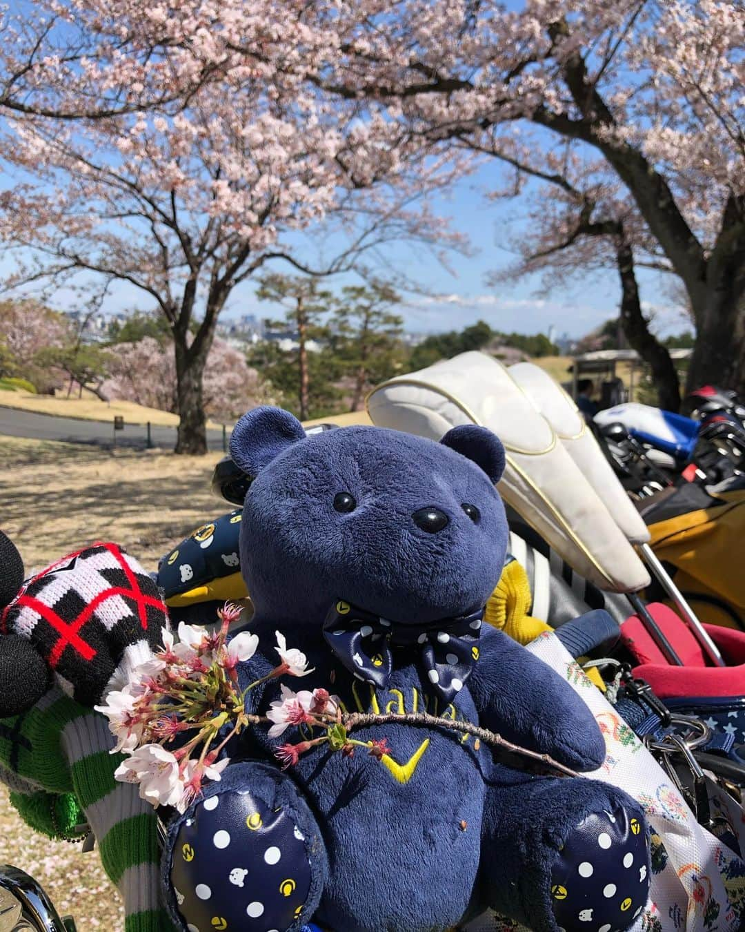 箕輪玖美さんのインスタグラム写真 - (箕輪玖美Instagram)「桜見納めゴルフ〜🌸🌸🌸 お天気最高✨ 桜も最高✨ 同伴メンバーも最高✨ スコアは…😅 今日も楽しい一日でした❤️ #ゴルフ大好き #ゴルフ女子 #ゴルフ好きと繋がりたい  #桜ヶ丘カントリークラブ  #ゴルフコーデ #マークアンドロナ  #ピンクコーデ #お花見 #桜満開 #楽しい #アラフィフモデル箕輪玖美  #モデル #happy  #golf #Tokyo」4月9日 21時30分 - kumi.111